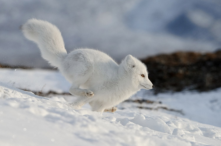 Arctic fox or arctic fox - Arctic fox, Longpost, The photo, Animals