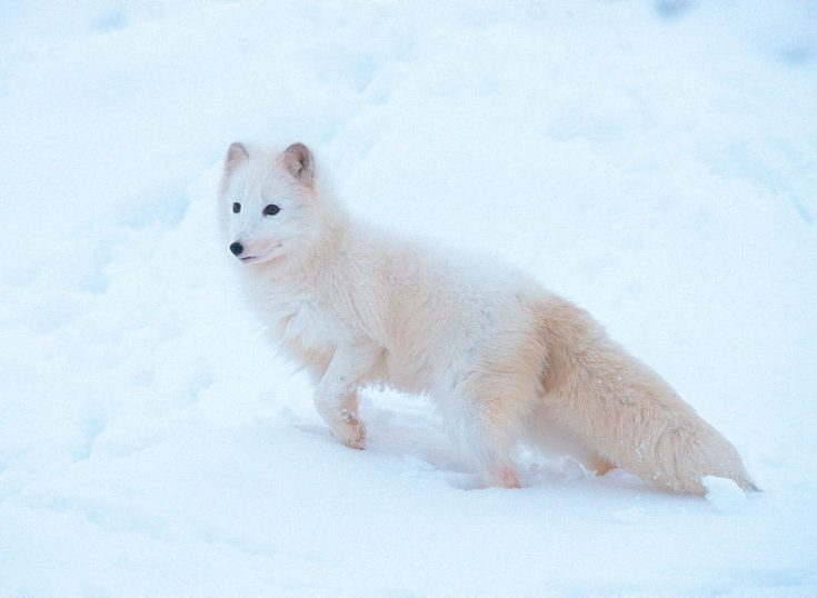 Arctic fox or arctic fox - Arctic fox, Longpost, The photo, Animals