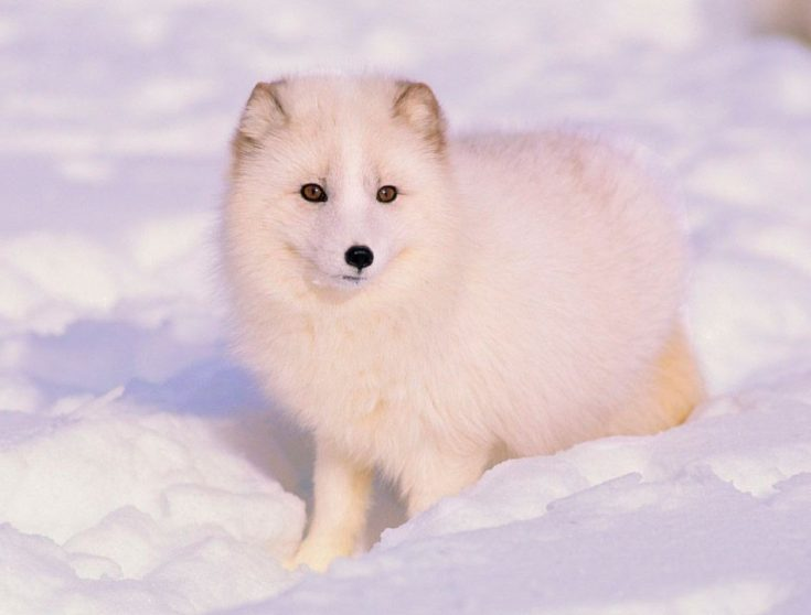 Arctic fox or arctic fox - Arctic fox, Longpost, The photo, Animals