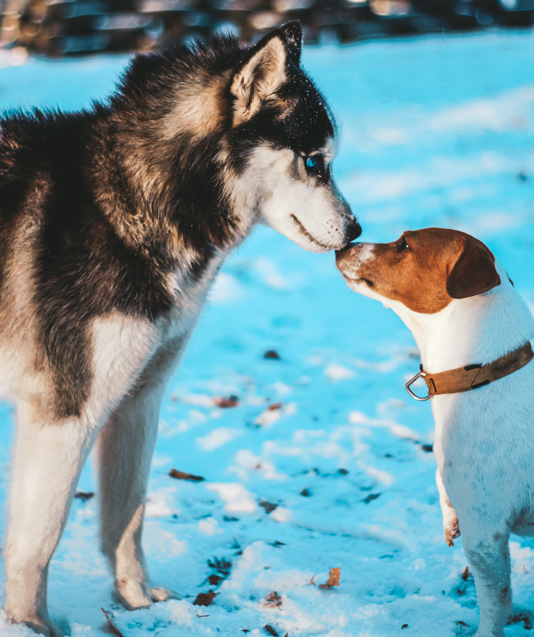 Winter tramps - My, Dog, Snow, The photo, Husky, Jack Russell Terrier, Doberman, Children, Longpost