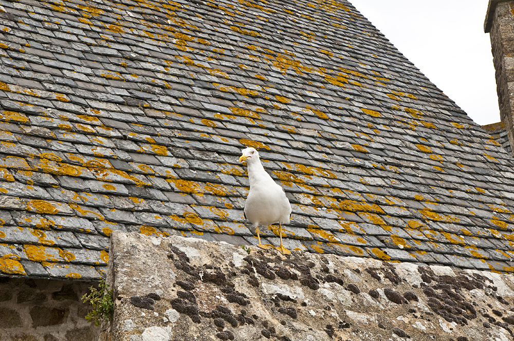 Abbey right on the sea - My, France, Island, Abbey, Longpost, Mont Saint Michel