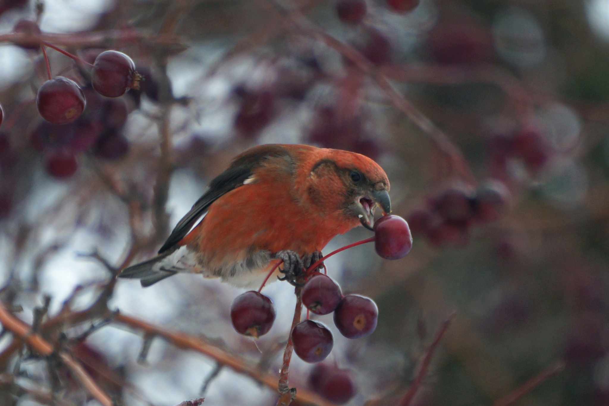 Crossbill - My, Crossbill, Birds, Nature, Siberia, Altai Republic, Longpost