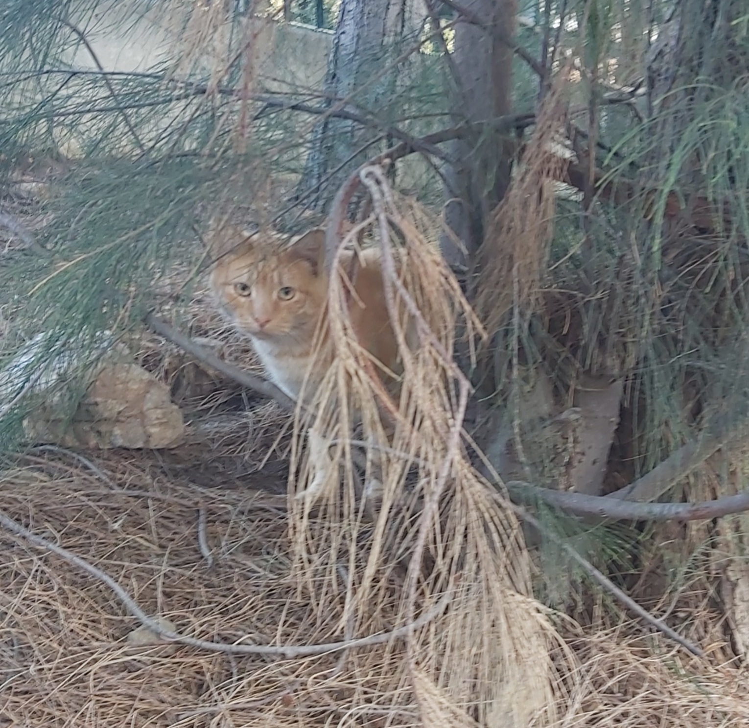 cat house - My, cat, Lodging, House, Spain, Benalmadena, Friendly, Care, Longpost, Positive