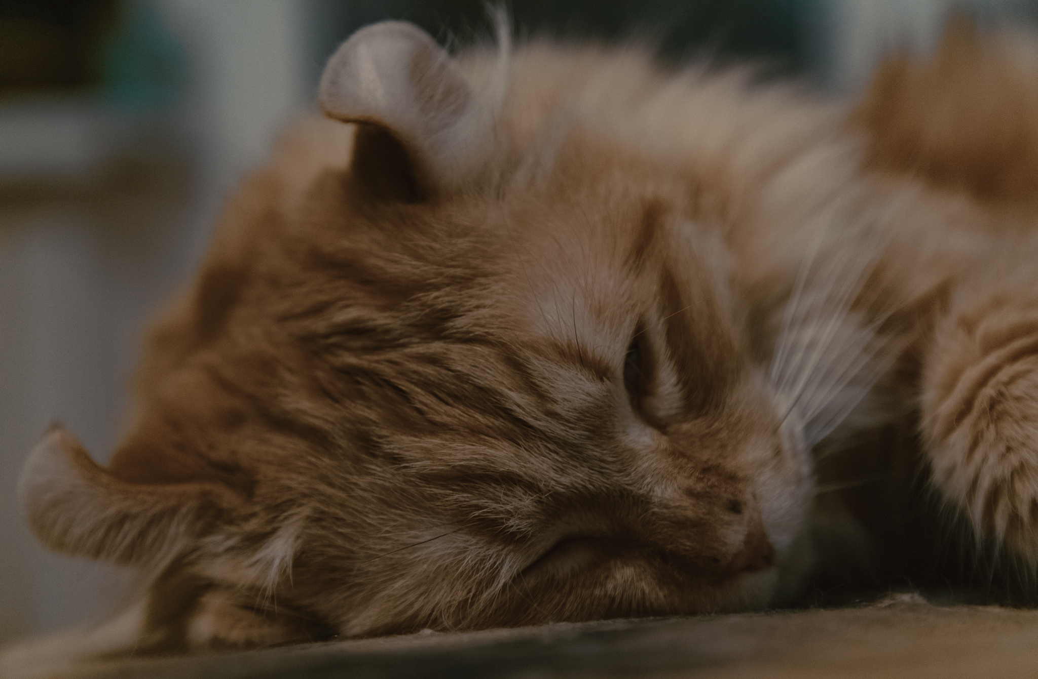 Сонный кот | Пикабу
