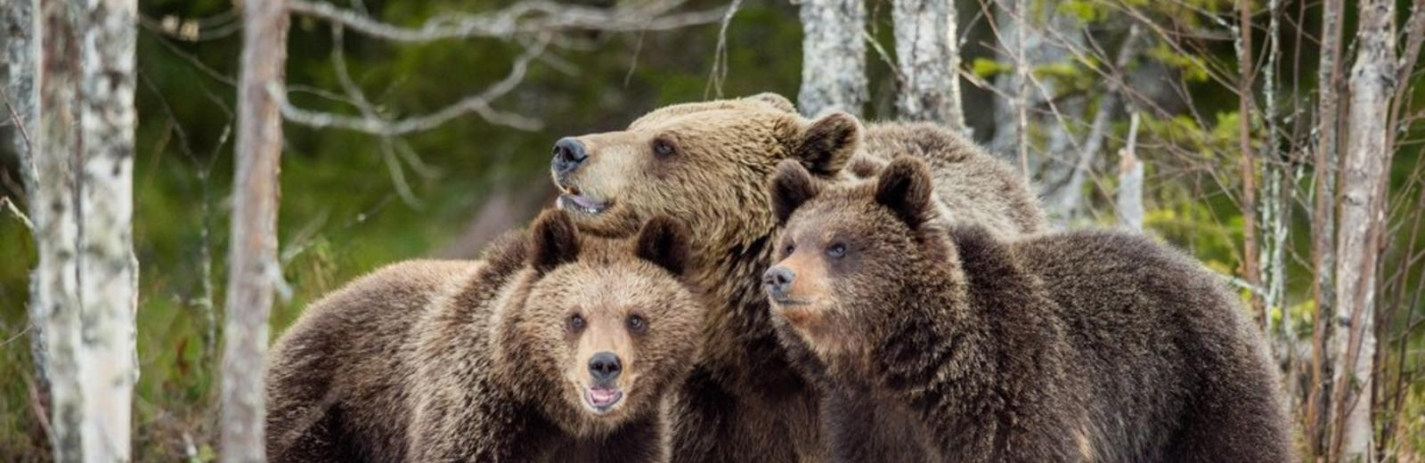 Повезло, что медведи не съели!... | Пикабу