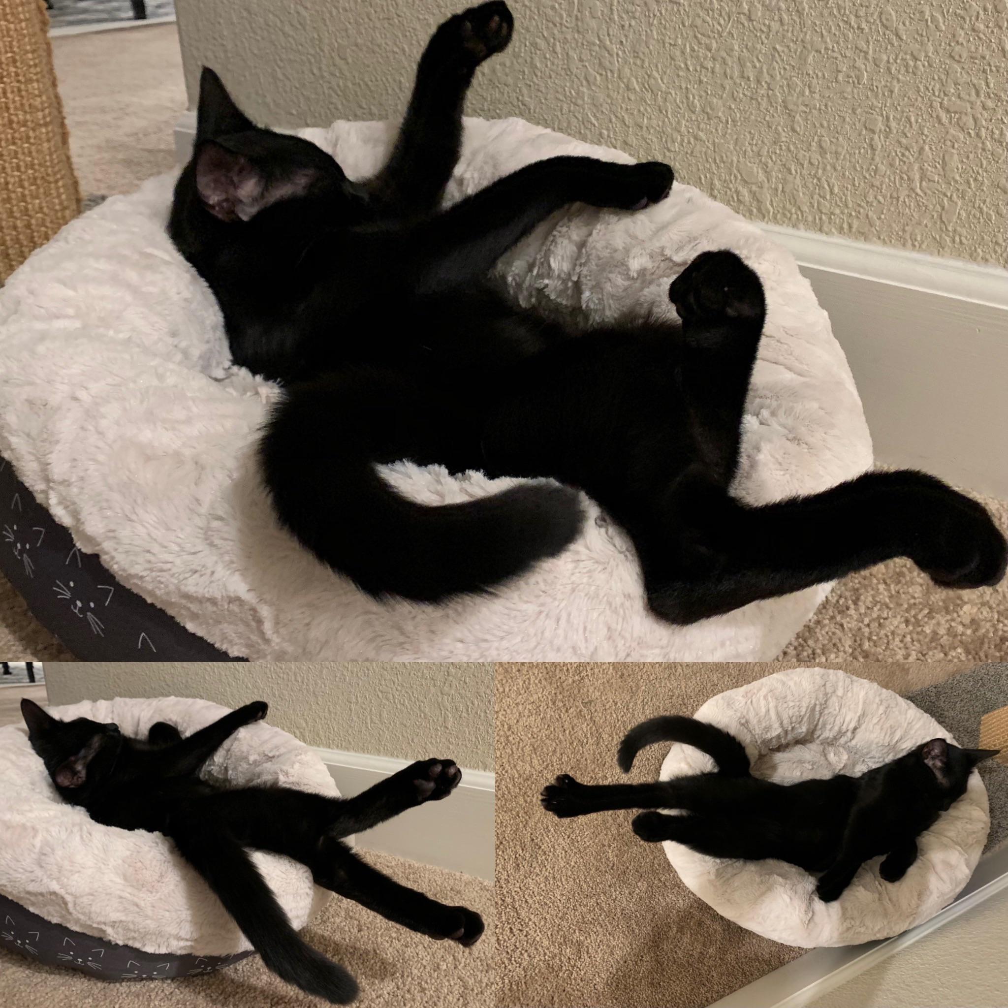 Why does our sleeping cat look so much like some kind of hieroglyphs? - The photo, Animals, cat, Dream, Pose, Hieroglyphs, Similarity, Reddit, Black cat