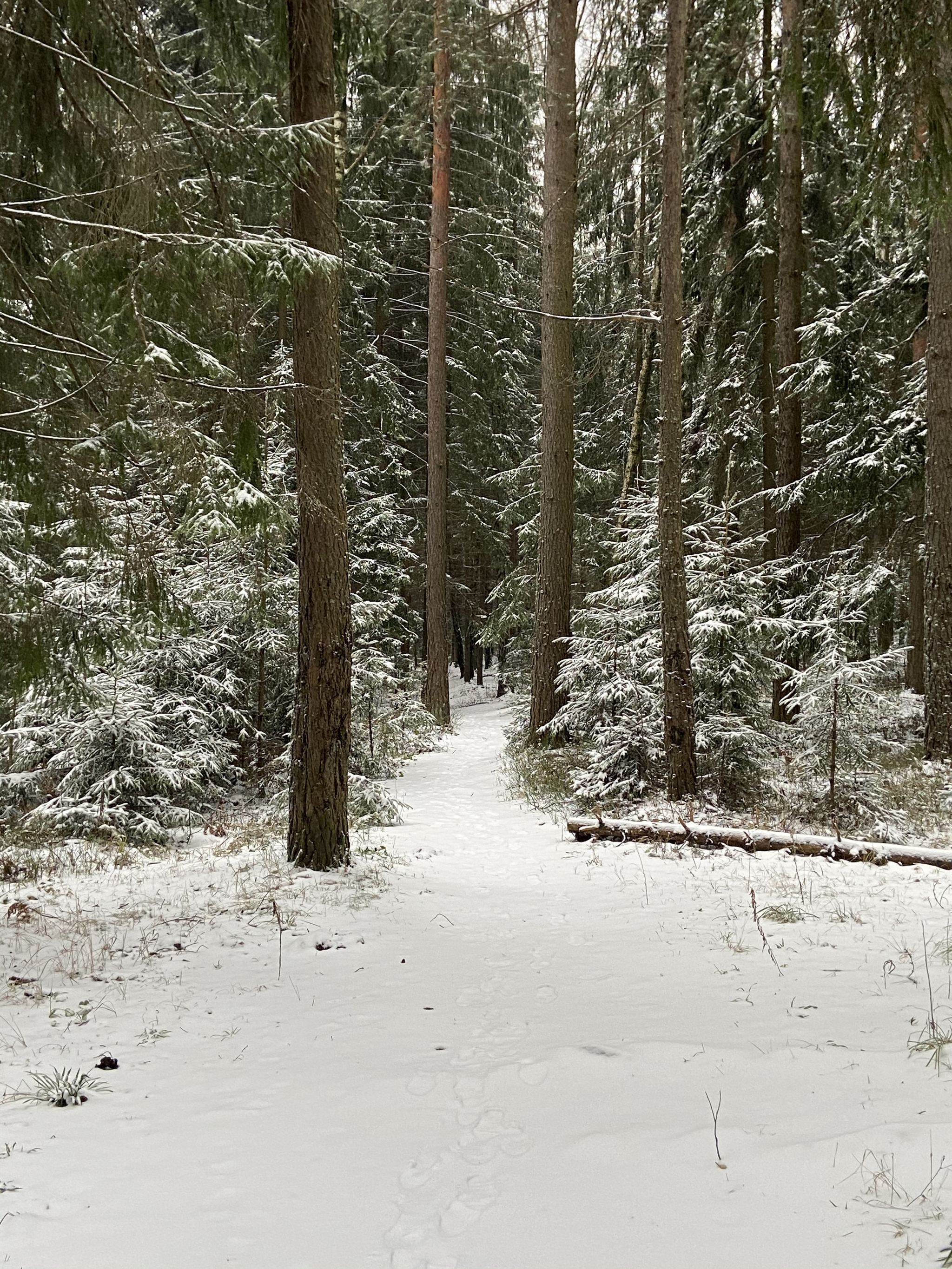 First snow - My, The photo, Winter, Forest, Mystery, beauty, Nature, Longpost, First snow