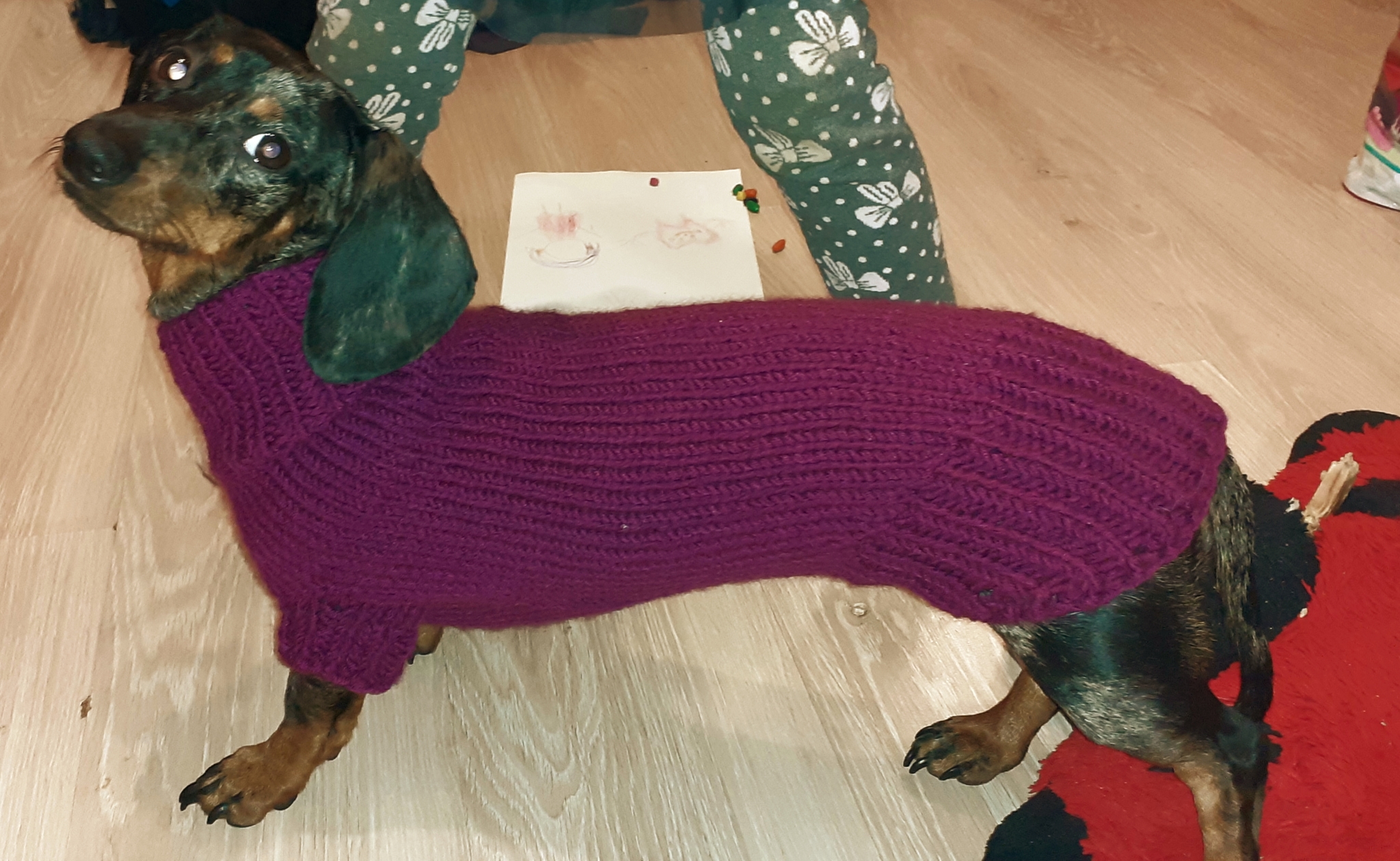 Sweater for dogs - My, Dog, Needlework without process, Needlework, Knitting, Longpost, Clothes for animals