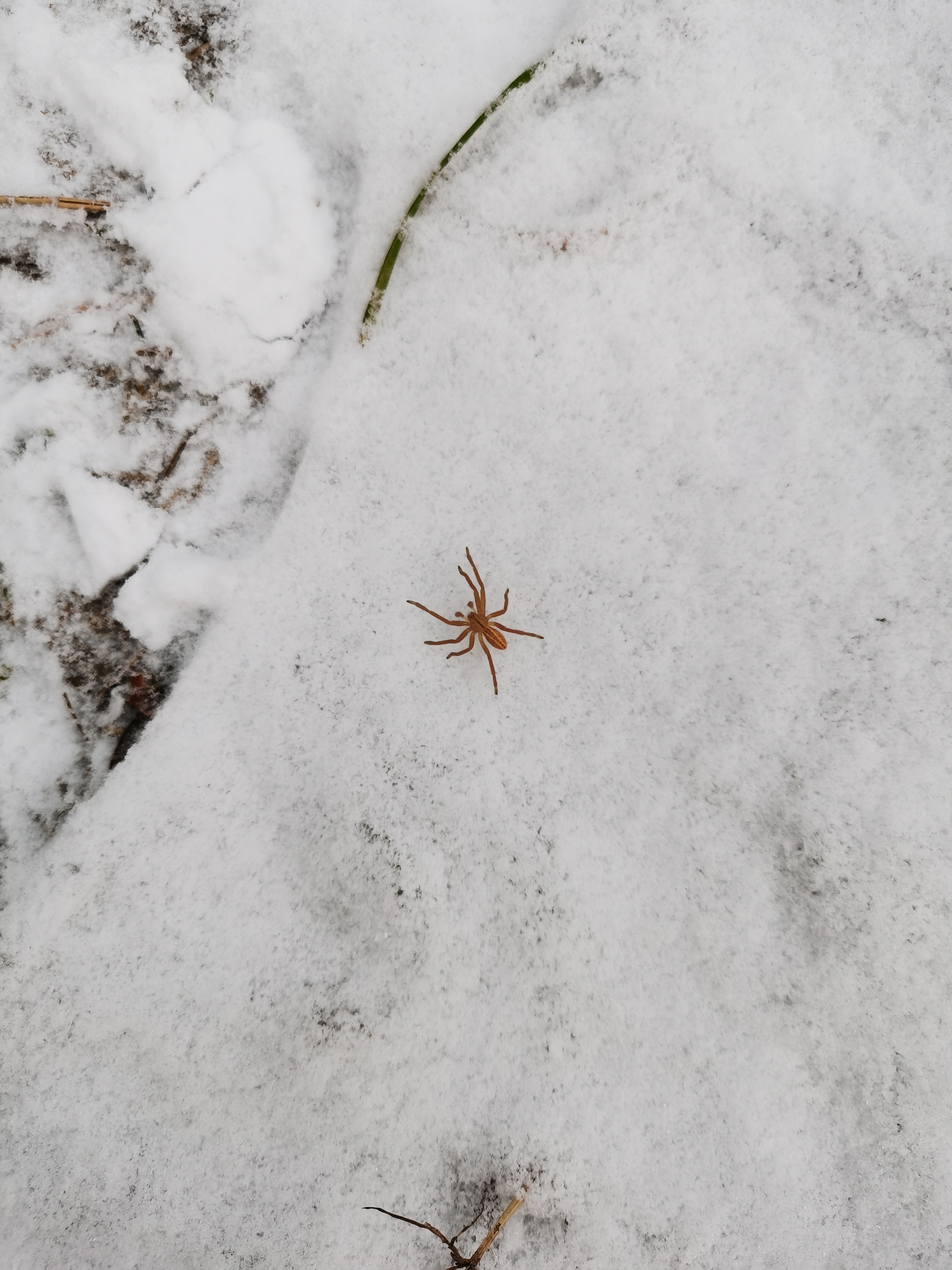 This is who I met - My, Video, Longpost, Spider, Snow