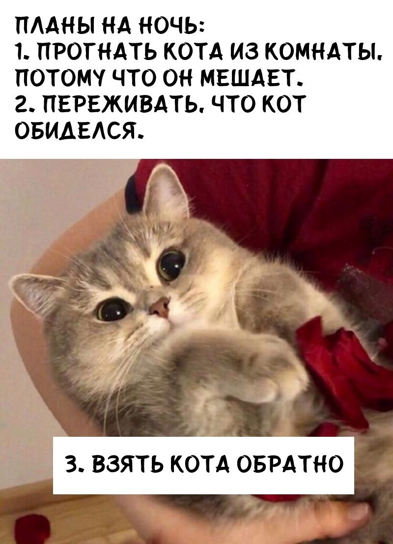 Every evening - cat, Picture with text, Plans for the evening