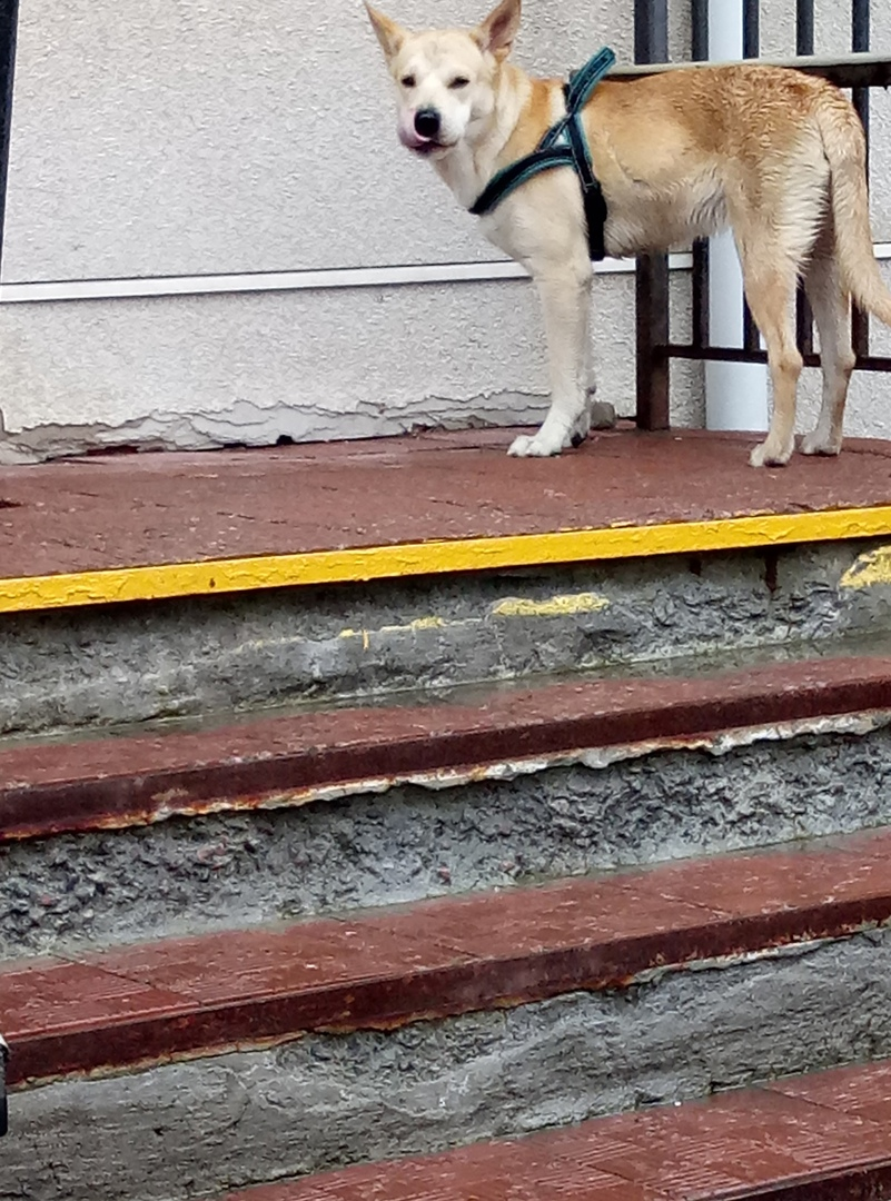 Severomorsk dog ran away[Found] - My, Dog, The dog is missing, No rating, Search for animals, Murmansk region, Severomorsk