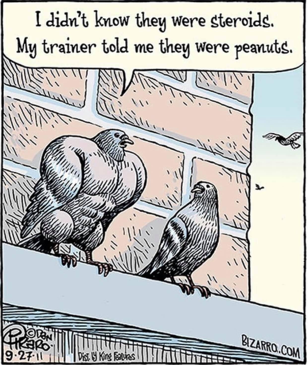 I didn't notice any muscle growth - Comics, Bizarrocomics, Pigeon, Steroids