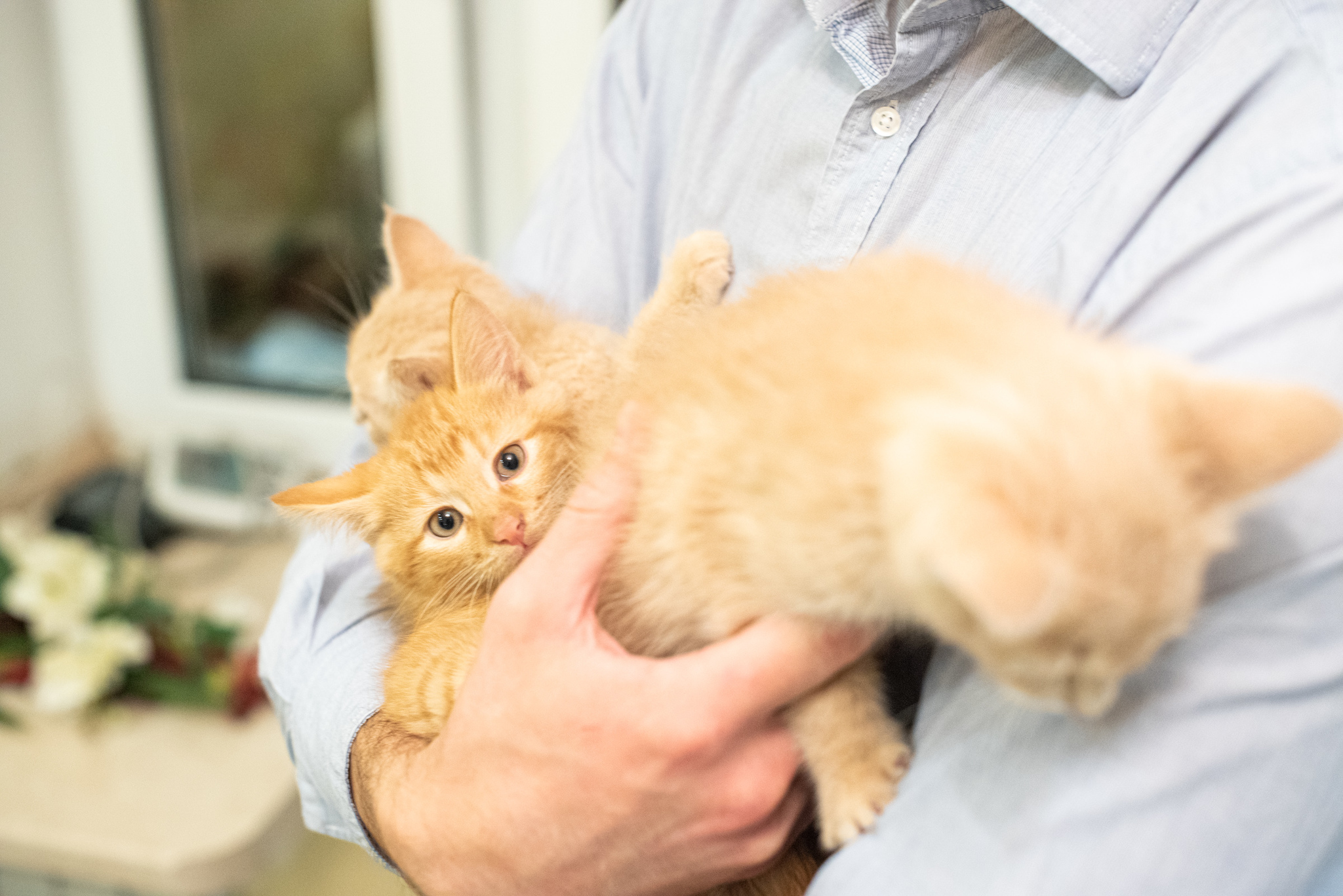 Three brother cats are looking for a home! Moscow, MO - My, Longpost, Moscow, cat, Kittens, In good hands, No rating, Pets, Redheads