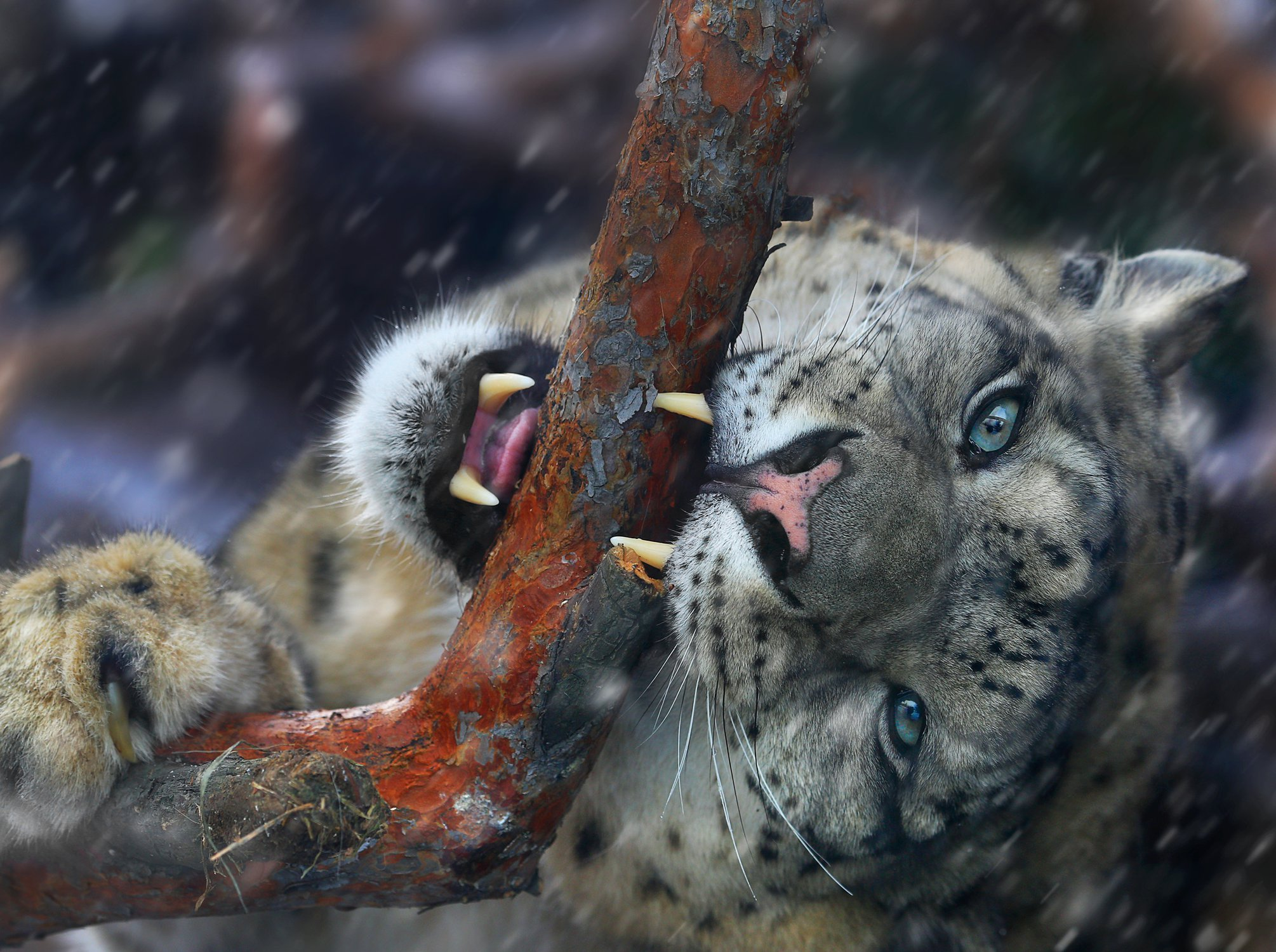 Snow leopard... sik) - Snow Leopard, Big cats, Wild animals, Nature, The national geographic, The photo, Bogdanov Oleg, Animals, Longpost