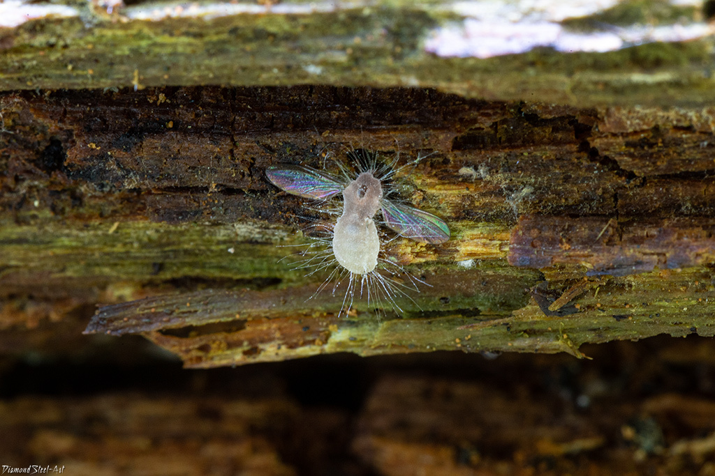 This killer fungus turns flies into zombies - Mushrooms, Mycelium, Video, GIF, Longpost, Муха