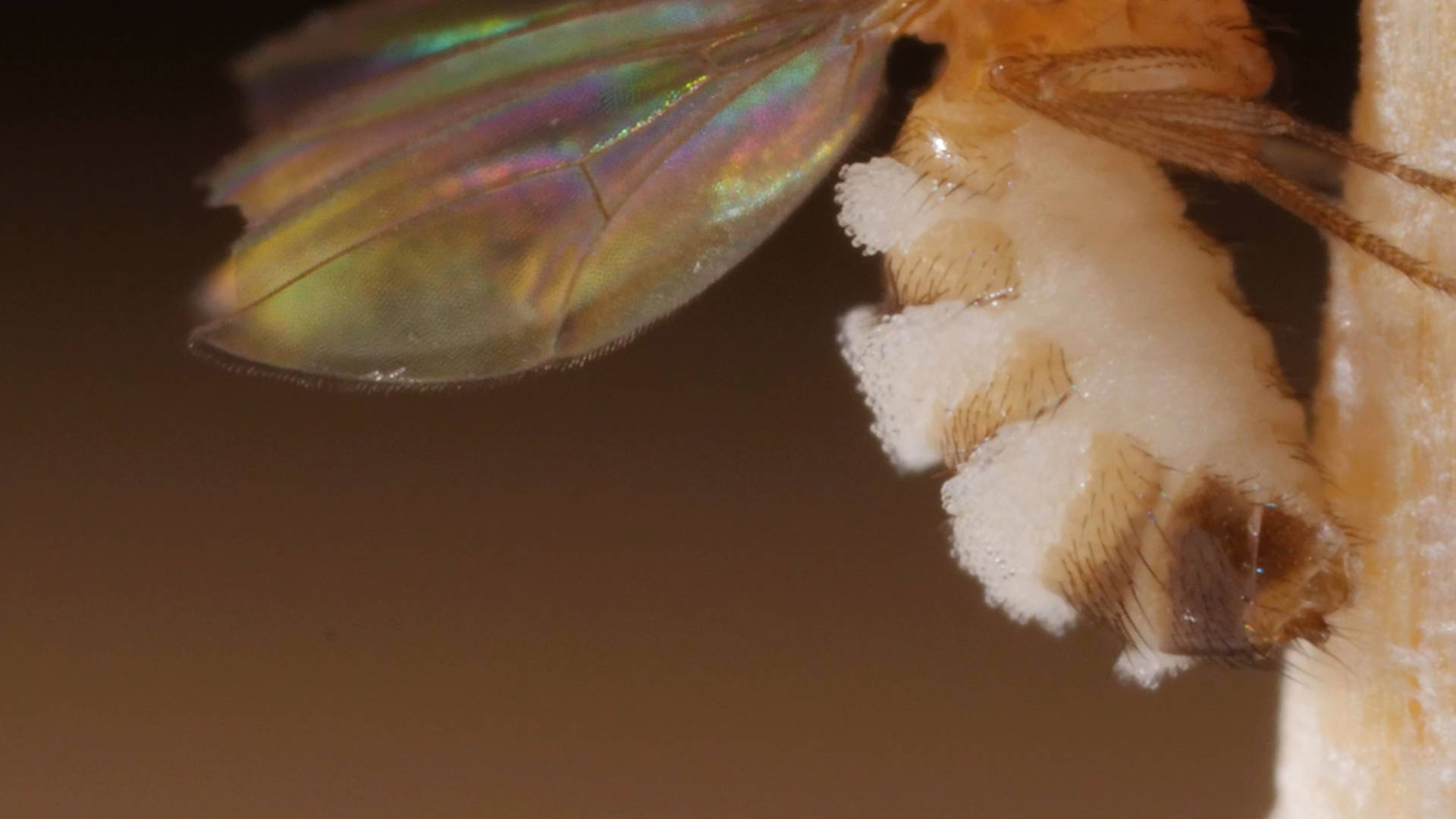 This killer fungus turns flies into zombies - Mushrooms, Mycelium, Video, GIF, Longpost, Муха