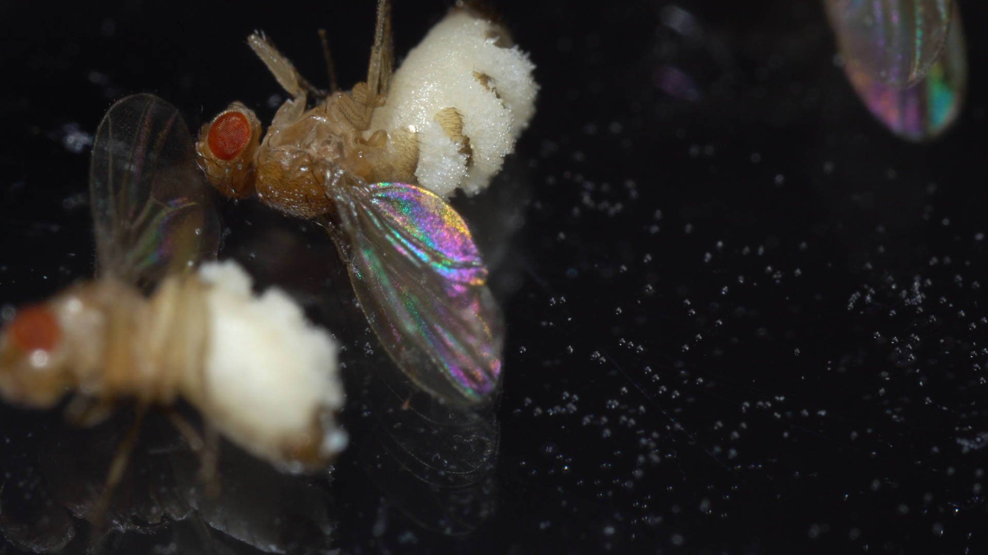 This killer fungus turns flies into zombies - Mushrooms, Mycelium, Video, GIF, Longpost, Муха