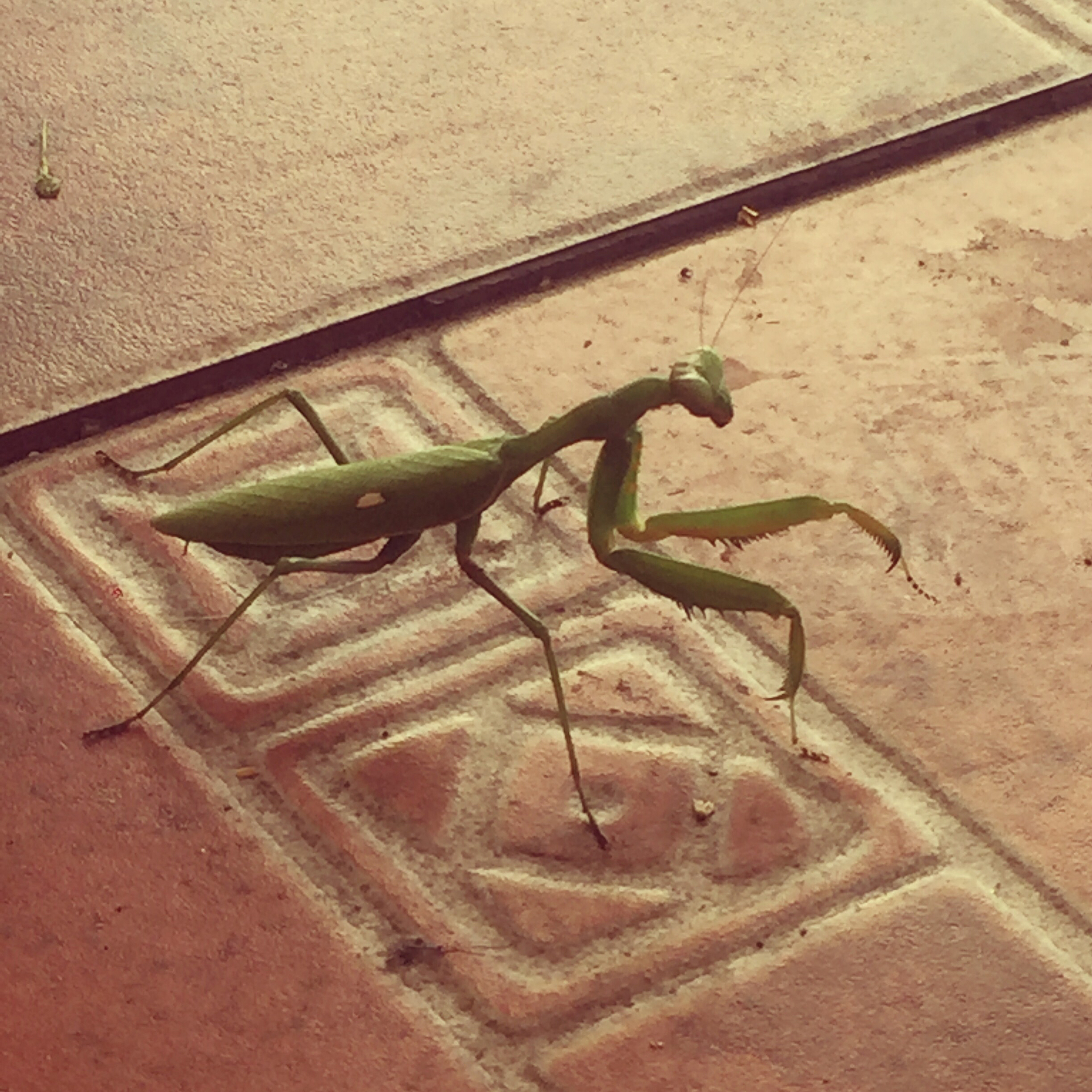 Domestic Animals - My, Animals, Mantis, Spain, Help, Nature, Insects