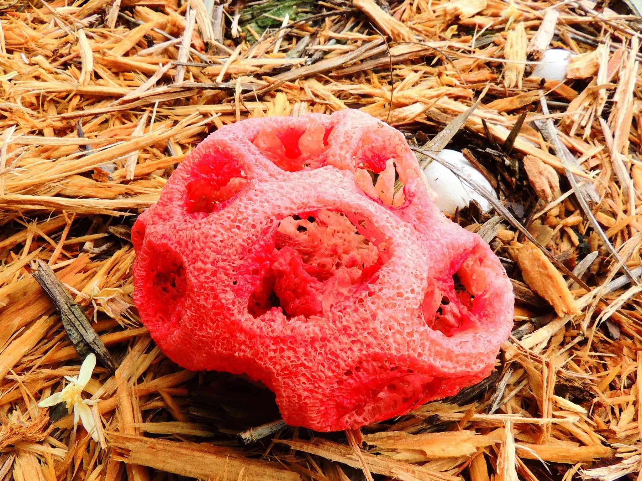 11 colorful mushrooms from Willy Wonka - Mushrooms, Mycelium, Mycology, Amanita, Longpost