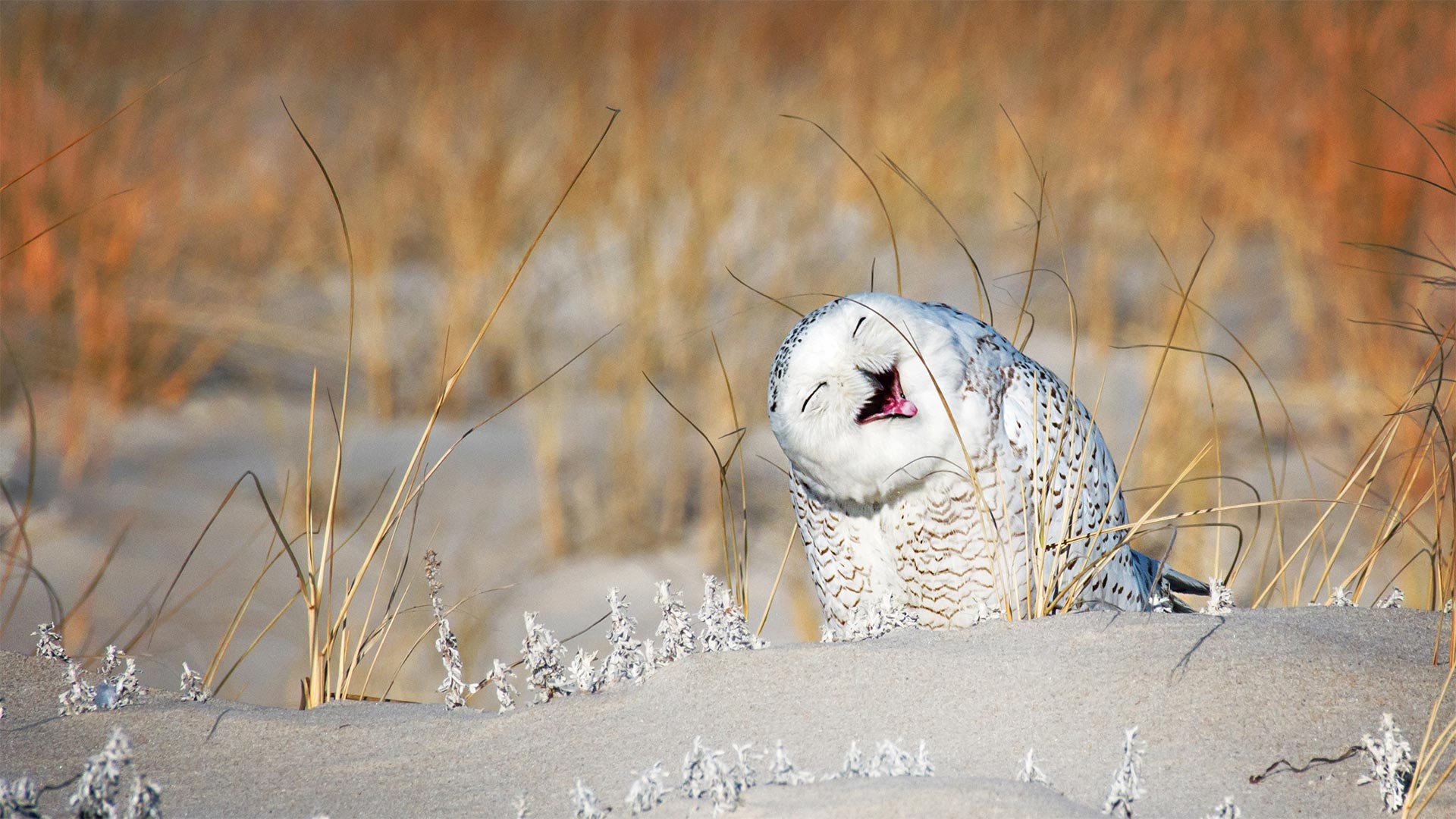 And here was another case - Polar owl, Owl, North