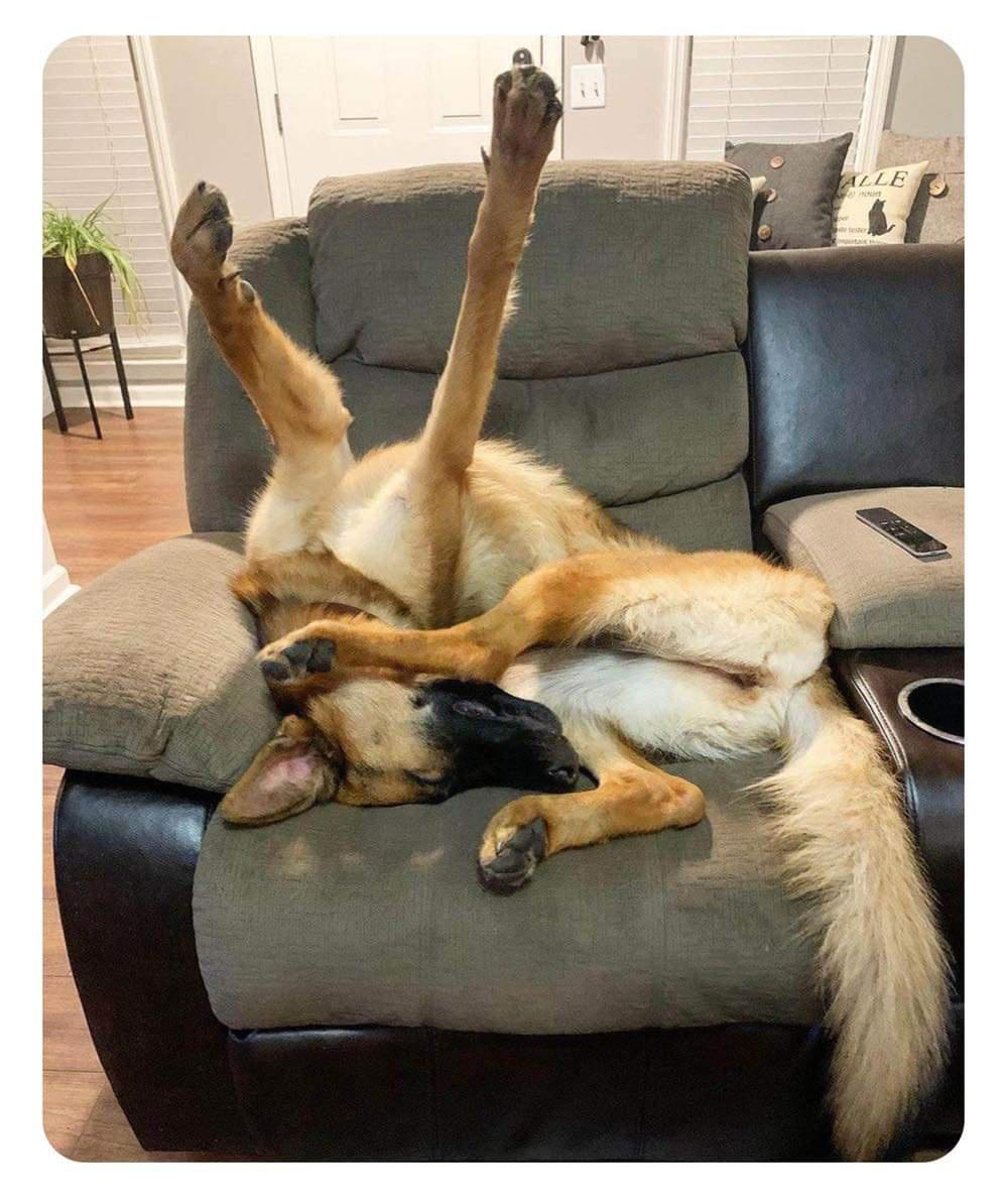 Собака Икеа | Пикабу