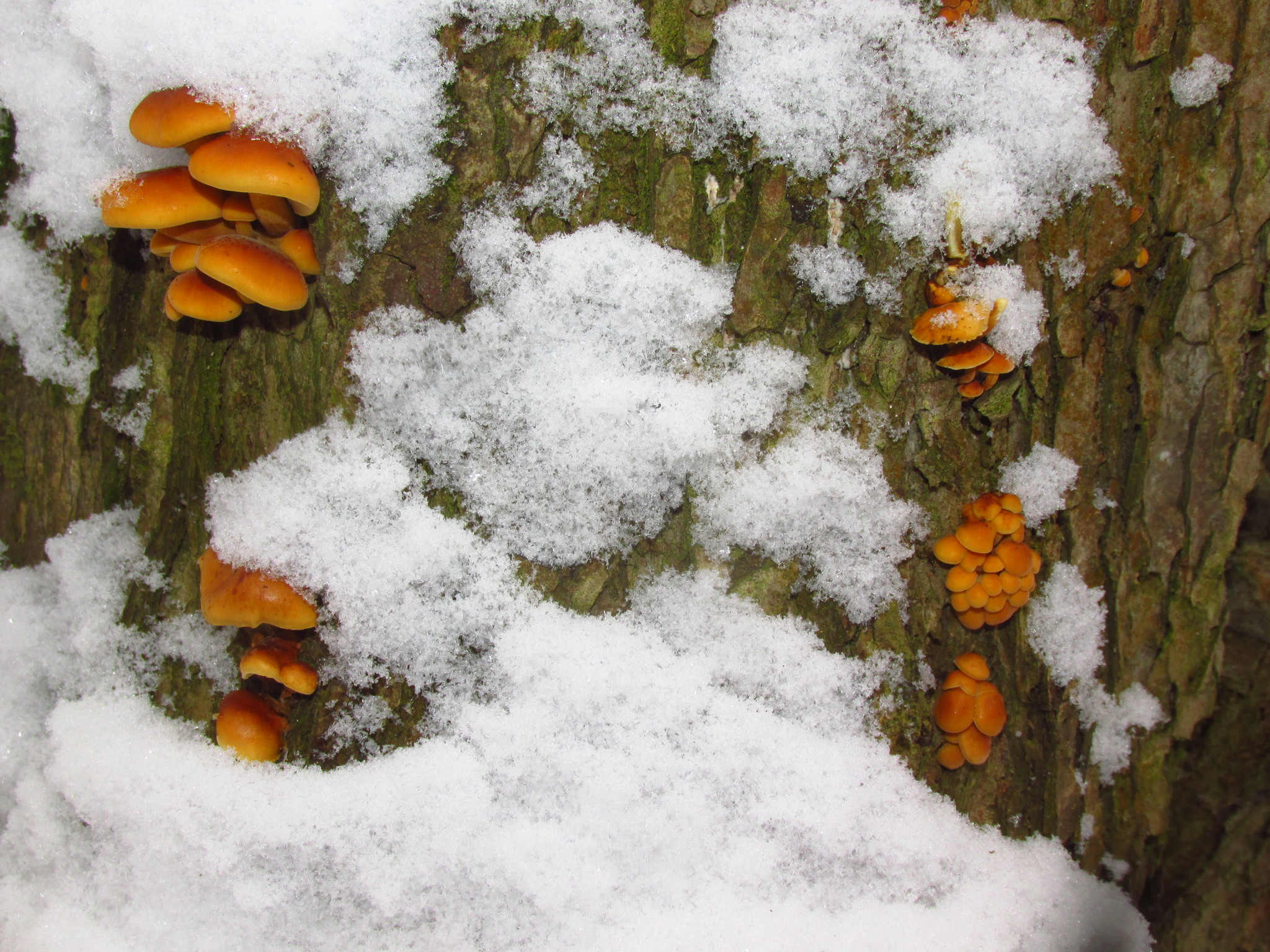 Winter has come, it's time to pick mushrooms - My, Mushrooms, Winter, Honey mushrooms, Moscow region, Longpost, Silent hunt