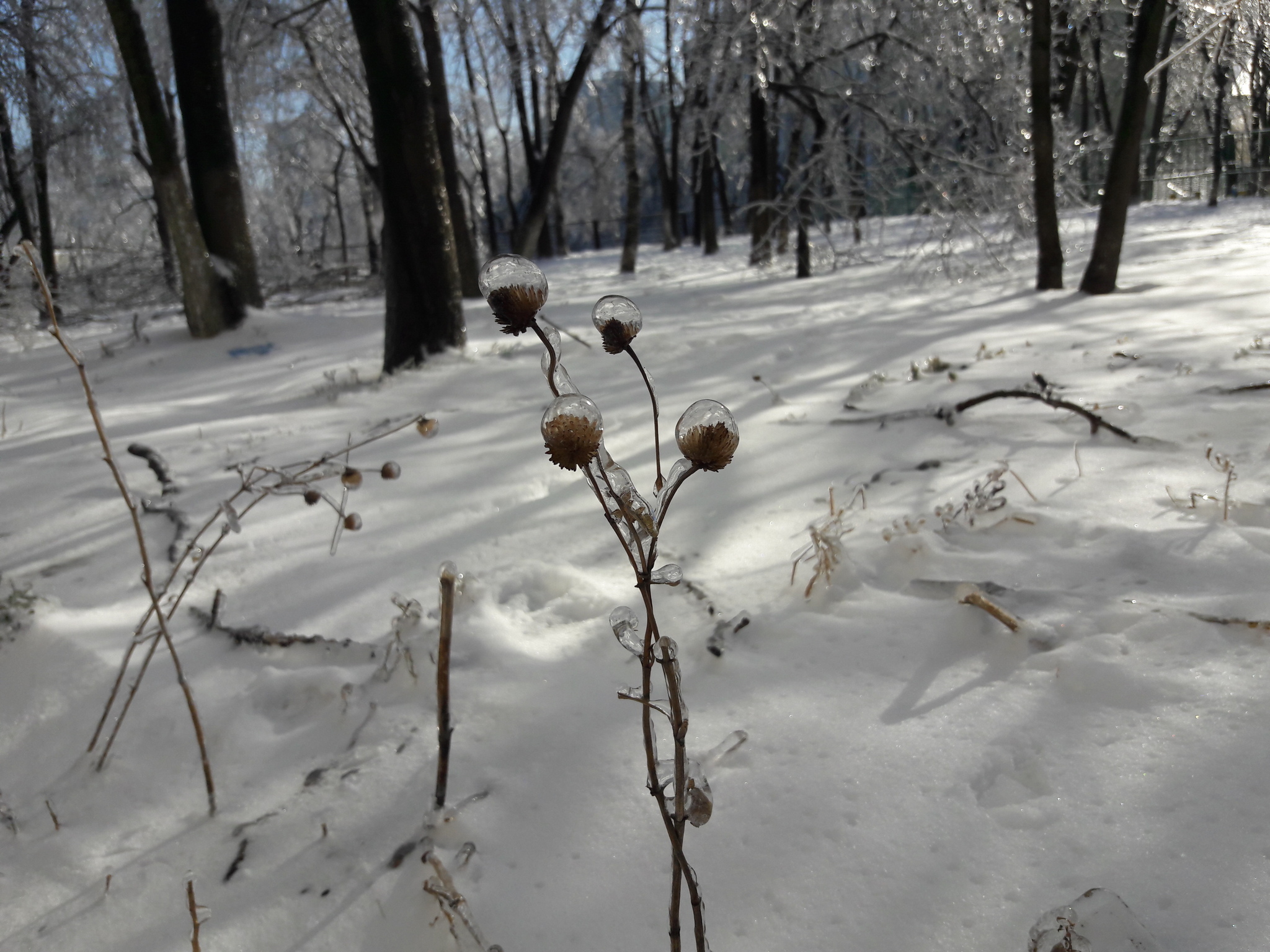 The deadly beauty of glass cities - My, Freezing rain, Vladivostok, Snow, Winter, Long, Icicles, Longpost