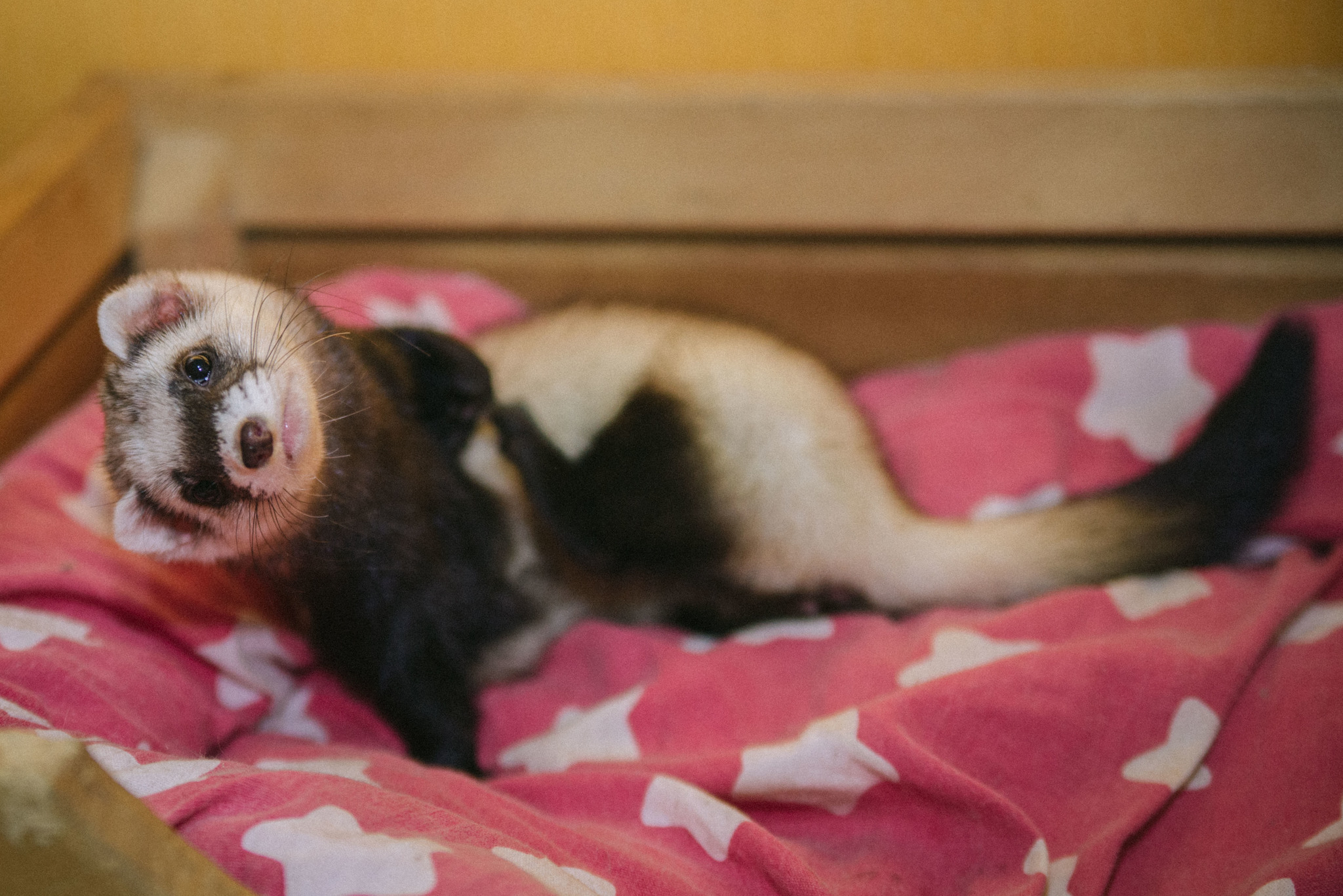 When did she start shedding her winter coat? - My, Ferret, Animals, Molting, Wild animals, Longpost