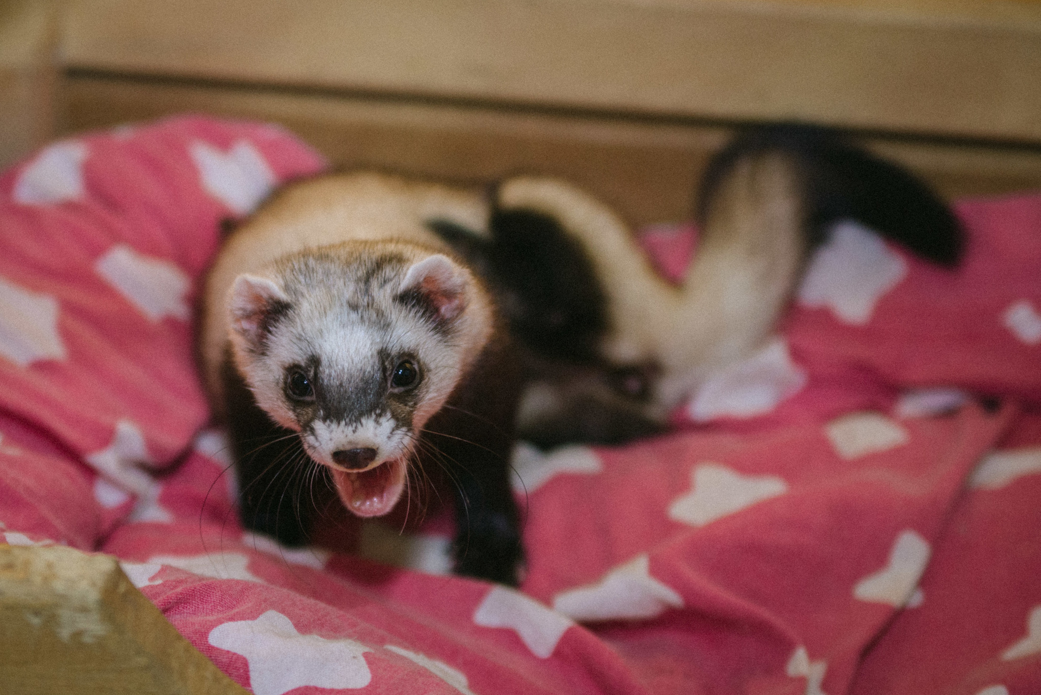 When did she start shedding her winter coat? - My, Ferret, Animals, Molting, Wild animals, Longpost