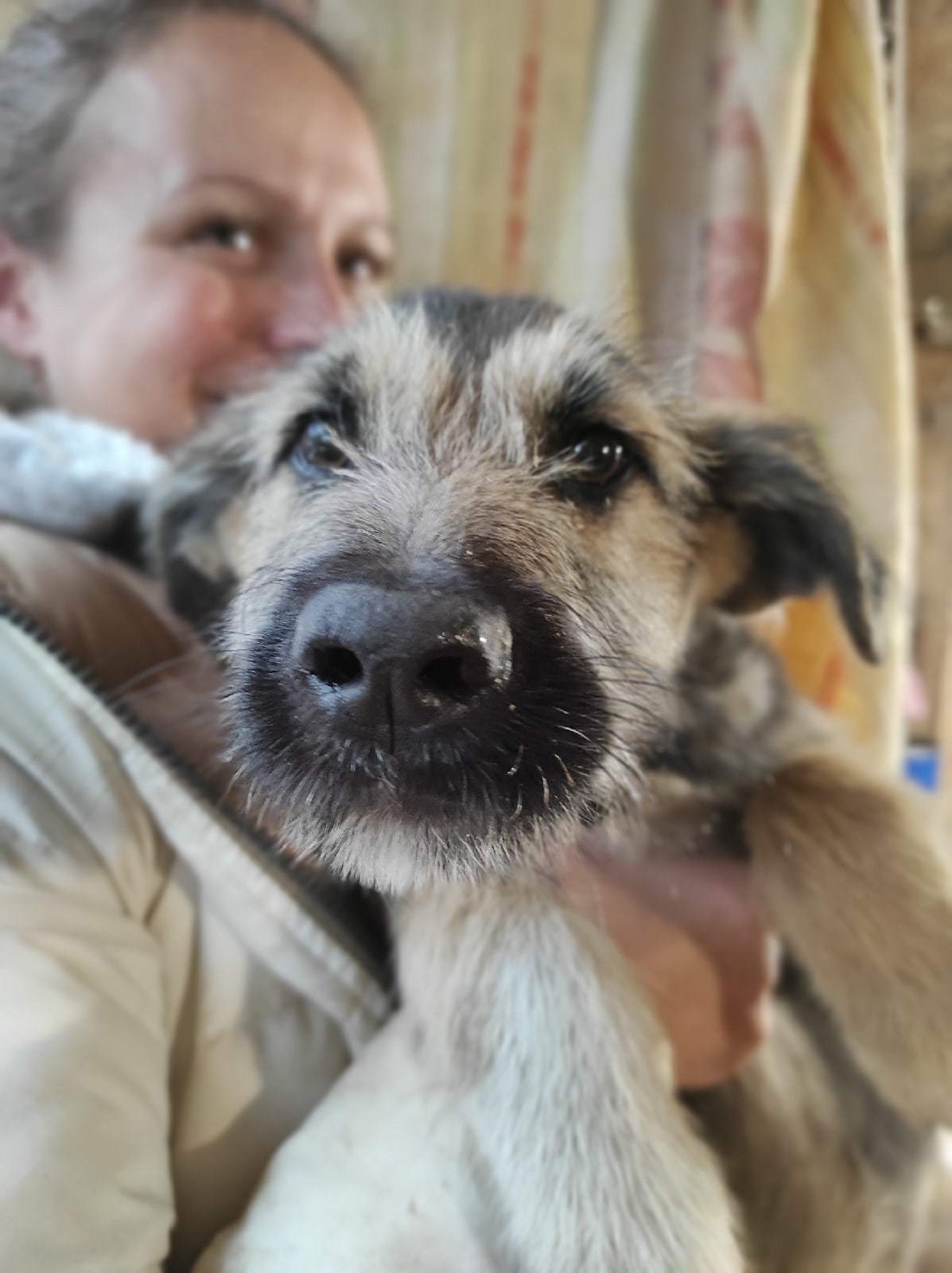 Bearded puppies in good hands - No rating, In good hands, I will give, Puppies, Beard, Dog, Pets, Moscow region, , Sergiev Posad, Moscow, Male, Muzzle, Pets, Dogs and people, Pet, Young, Toddlers, Longpost, Children