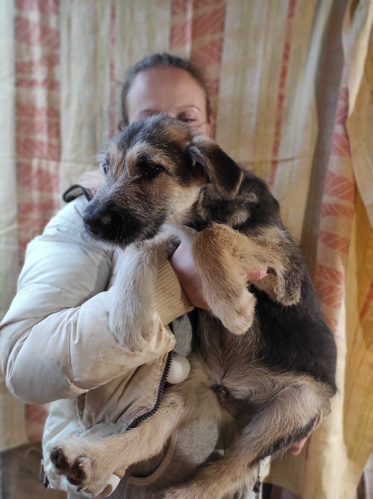 Bearded puppies in good hands - No rating, In good hands, I will give, Puppies, Beard, Dog, Pets, Moscow region, , Sergiev Posad, Moscow, Male, Muzzle, Pets, Dogs and people, Pet, Young, Toddlers, Longpost, Children