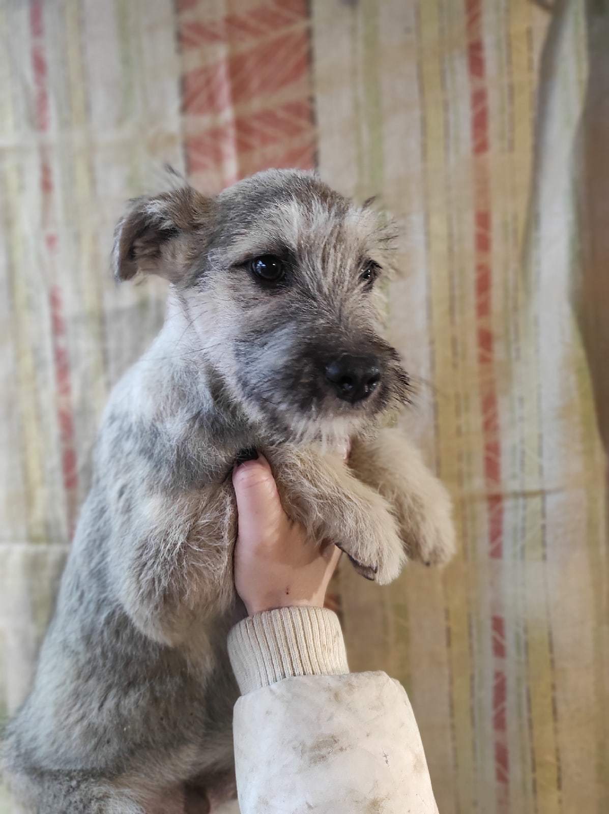 Bearded puppies in good hands - No rating, In good hands, I will give, Puppies, Beard, Dog, Pets, Moscow region, , Sergiev Posad, Moscow, Male, Muzzle, Pets, Dogs and people, Pet, Young, Toddlers, Longpost, Children