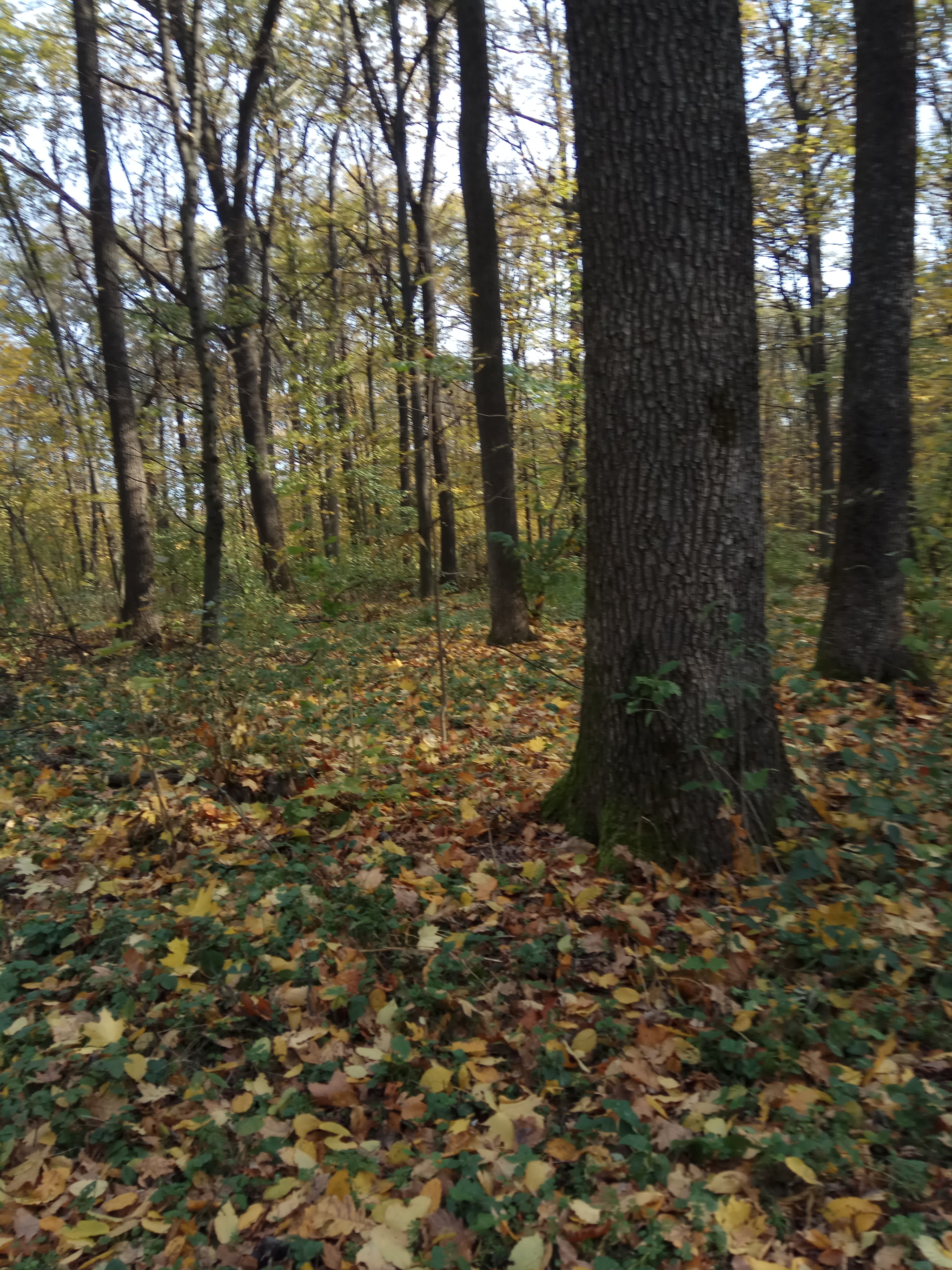 Forest - My, Forest, Mushrooms, Longpost