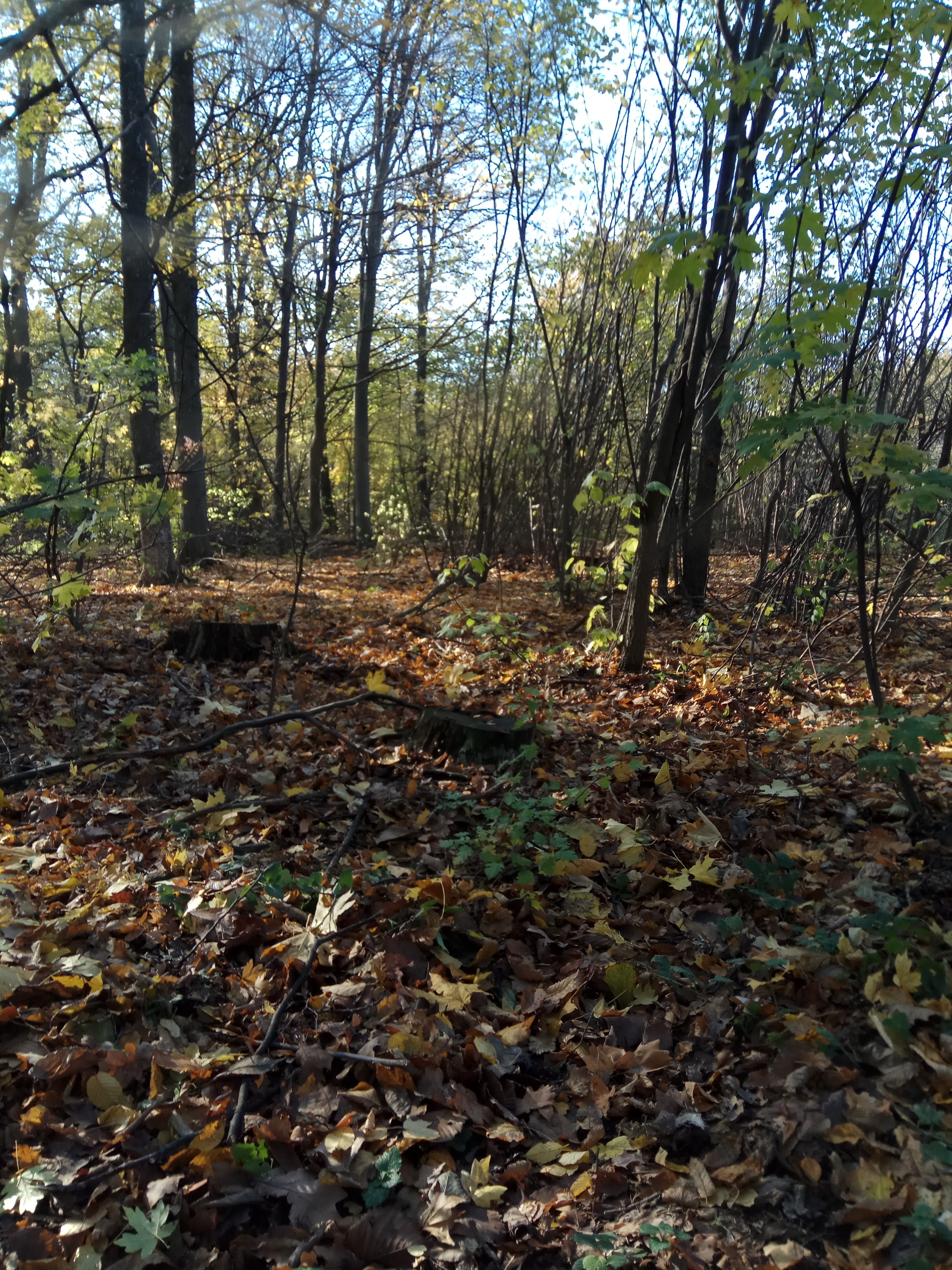 Forest - My, Forest, Mushrooms, Longpost