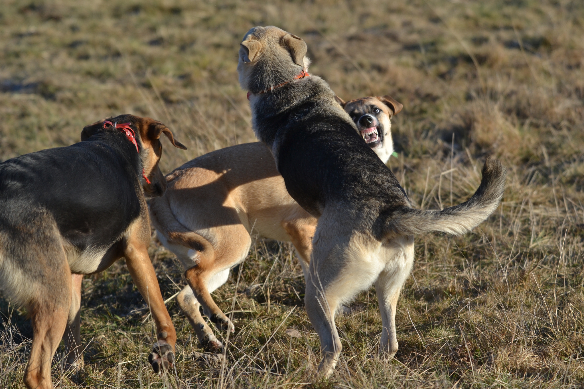 Tasha and Dory. Stories about dogs from foster care - My, Dog, Pets, Animals, Longpost