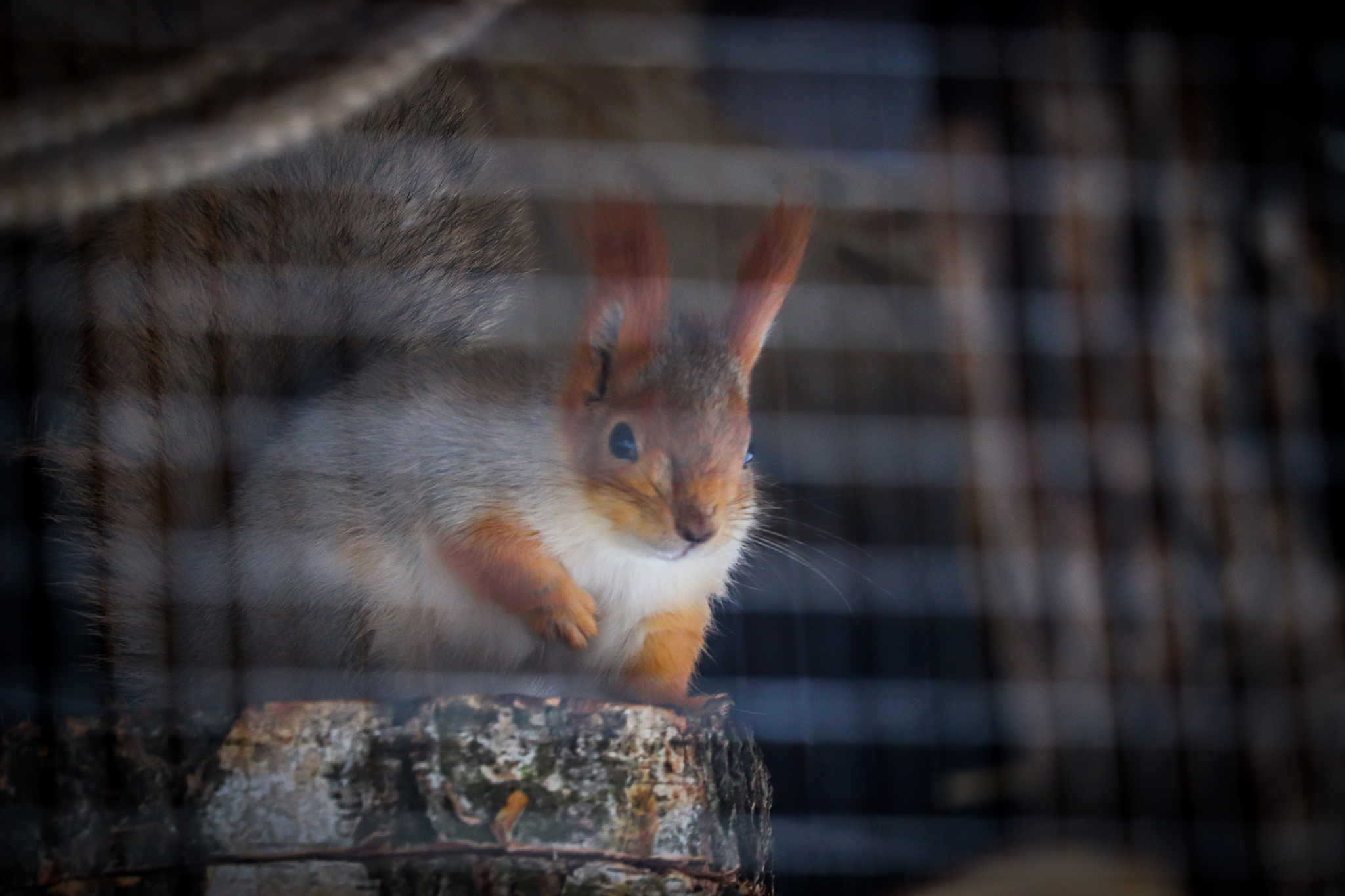 Squirrel - My, The photo, Squirrel, The park, Dzerzhinsk, Longpost