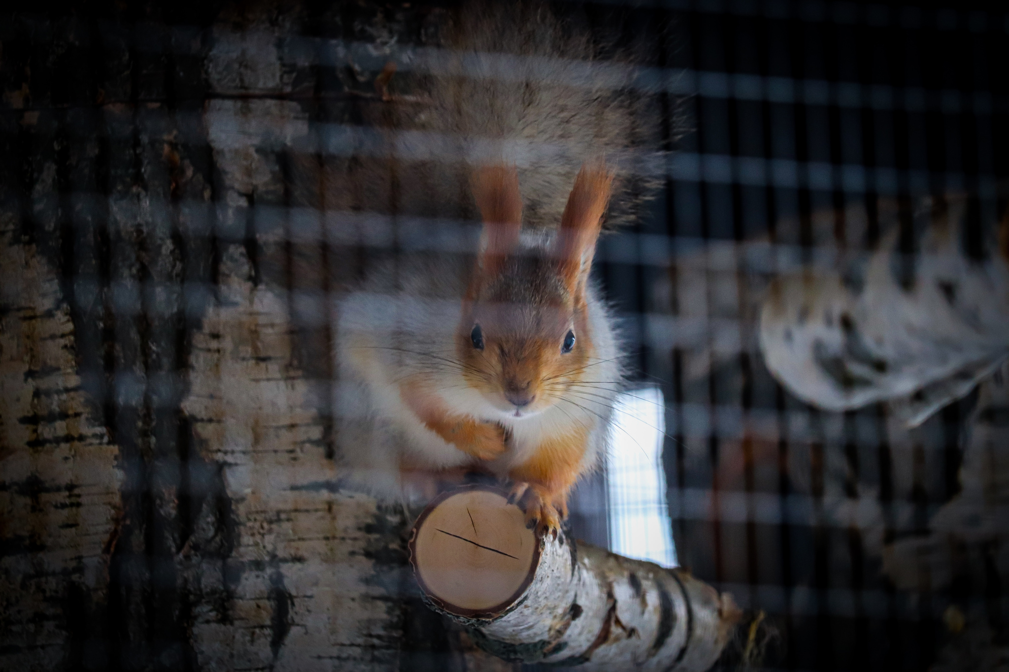 Squirrel - My, The photo, Squirrel, The park, Dzerzhinsk, Longpost