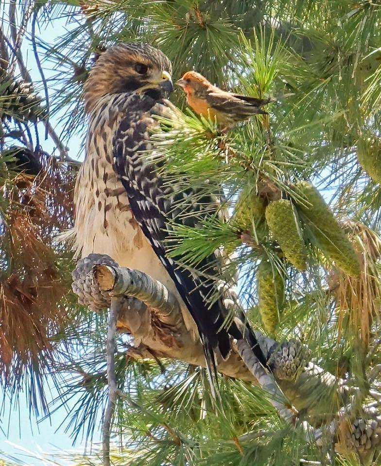 Meeting - Birds, Predator birds, Buzzard, Lentil, USA, California, Rare photos