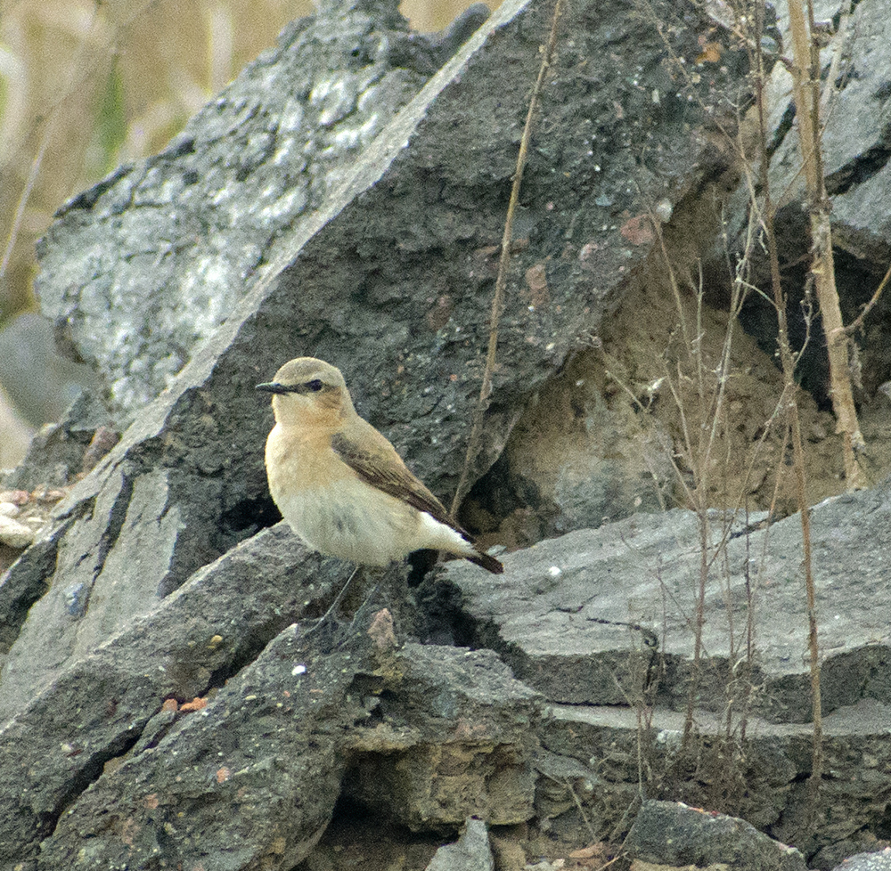 Again about birds - My, Ornithology, Birds, Nature, Hobby, The nature of Russia, Moscow region, Schelkovo, Longpost