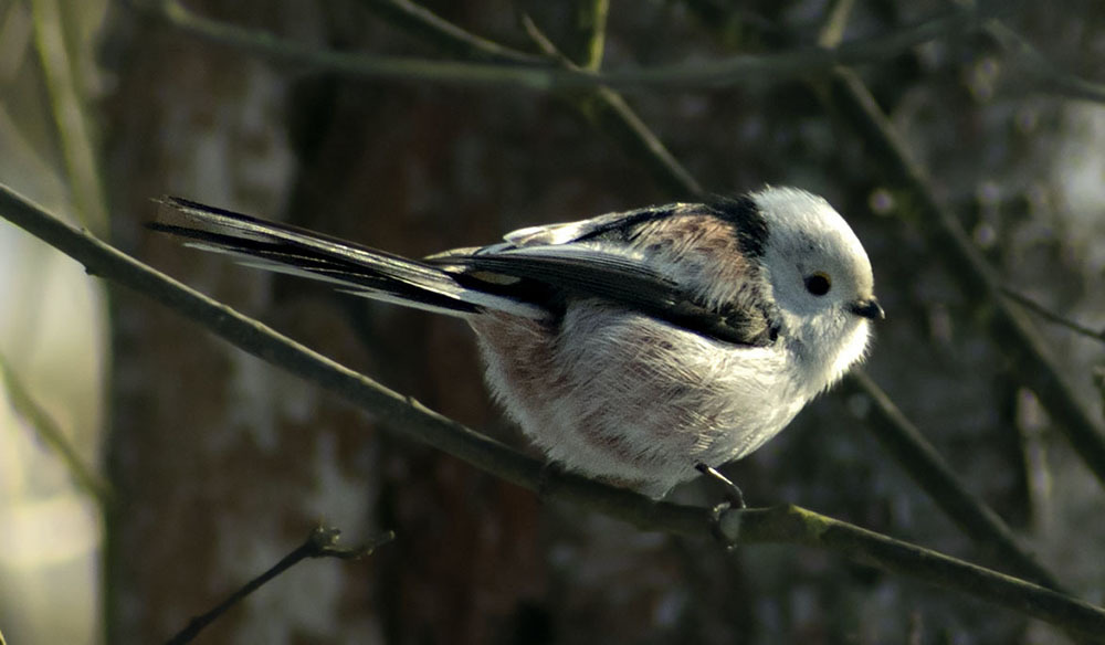 Again about birds - My, Ornithology, Birds, Nature, Hobby, The nature of Russia, Moscow region, Schelkovo, Longpost