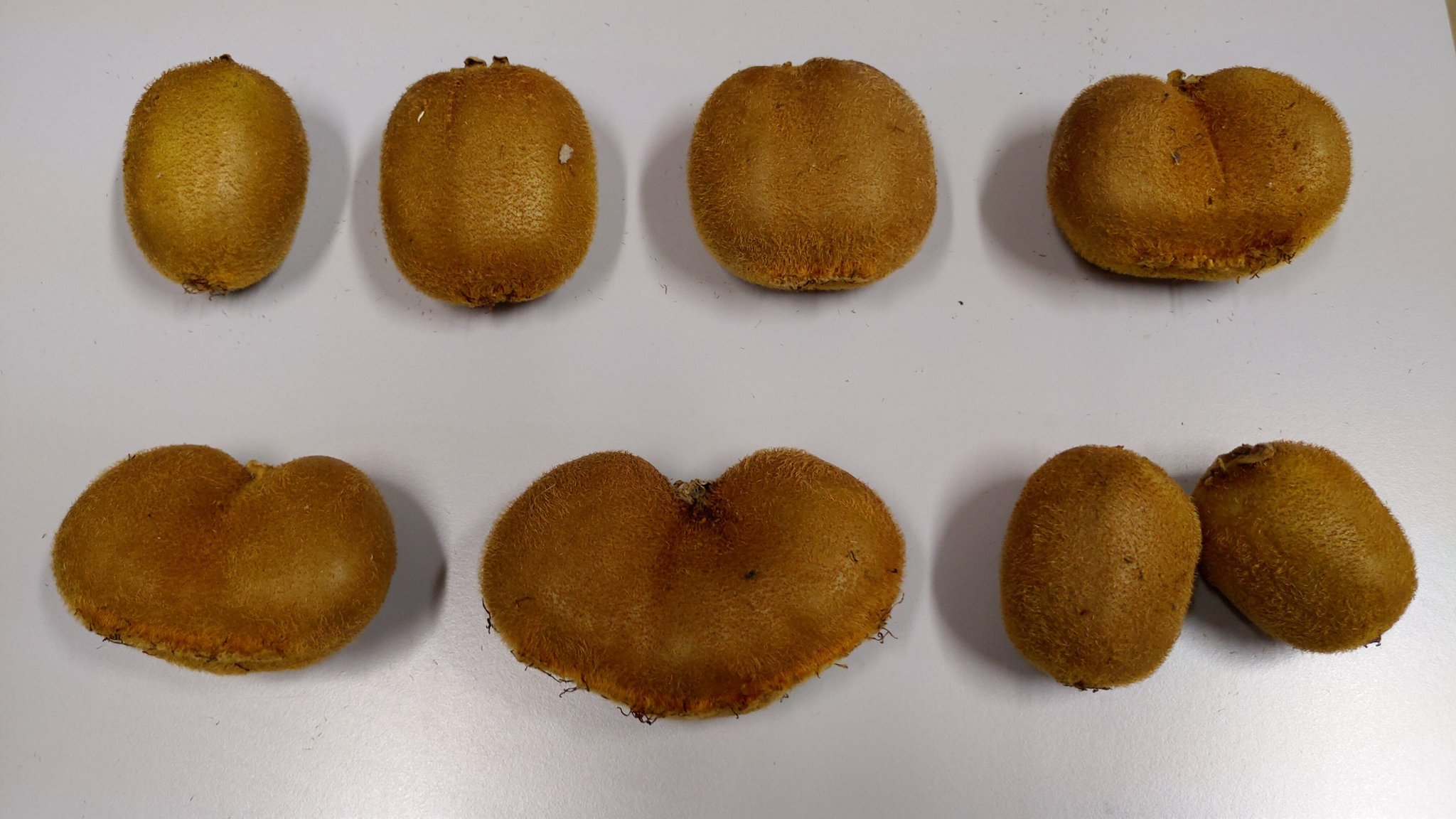 It turns out we've been lied to all along: real kiwis reproduce by cell division! - The photo, Фрукты, Kiwi, Cell, Division, Mitosis, Humor