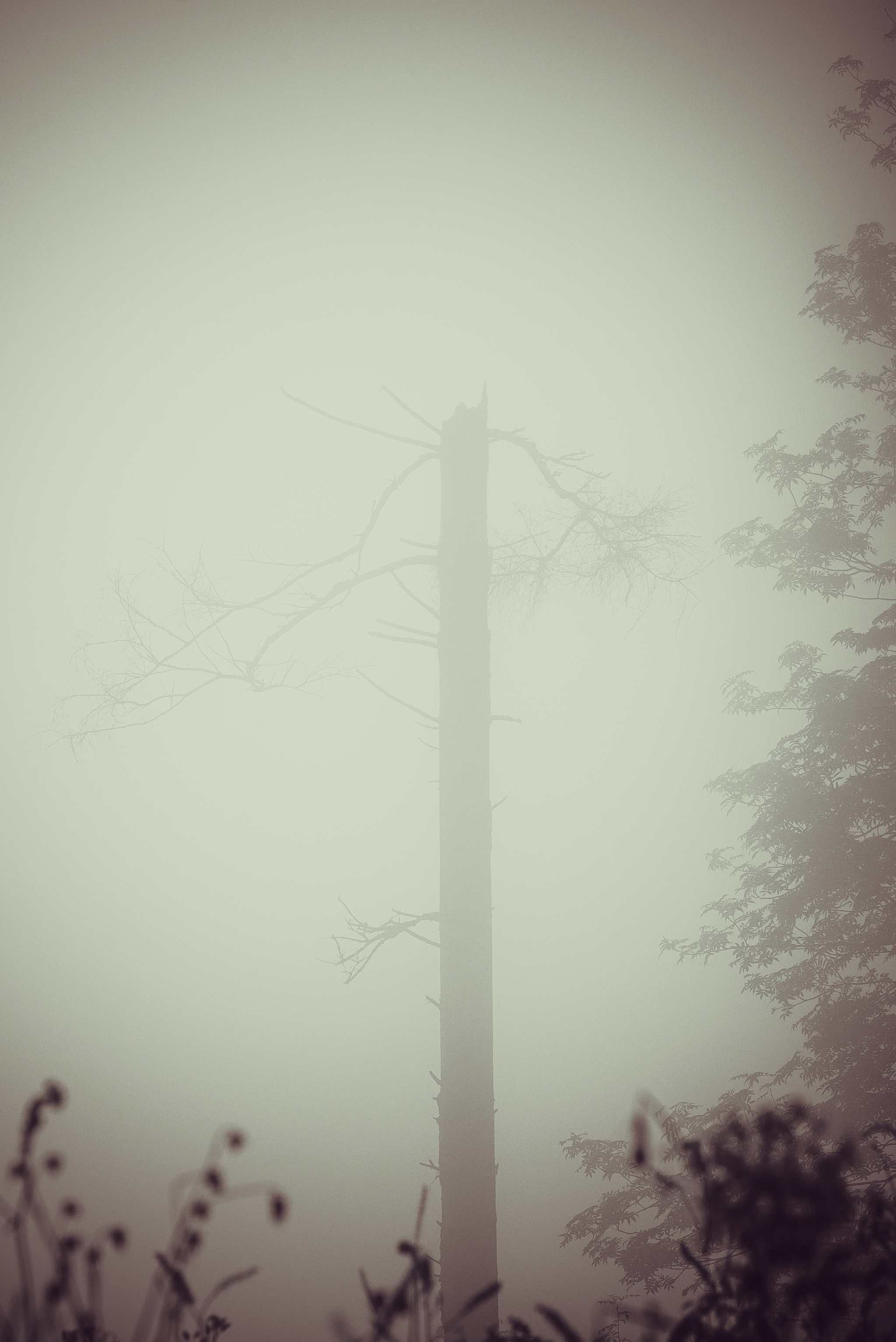 On the Edge of Perception 2 - My, Forest, Fog, Nature, Atmosphere, Mystic, Space, Air, Contemplation, Minimalism, Silence, Calmness, Loneliness, Longpost