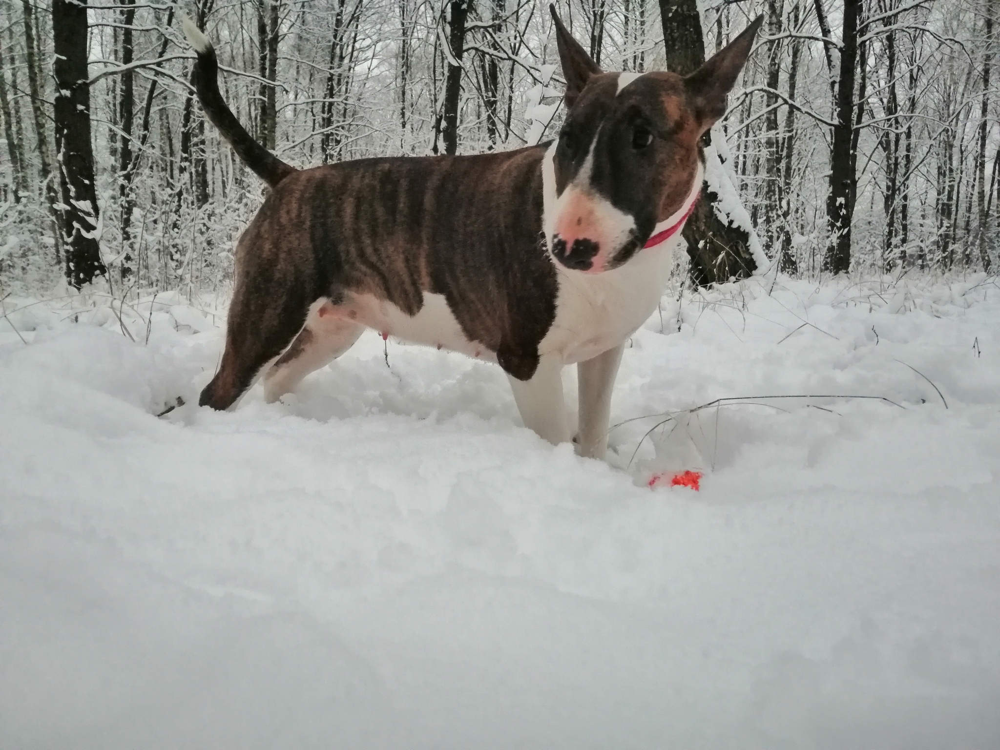 Looking forward to winter! - My, Bull terrier, Bad weather, Autumn, Walk, Longpost, Dog