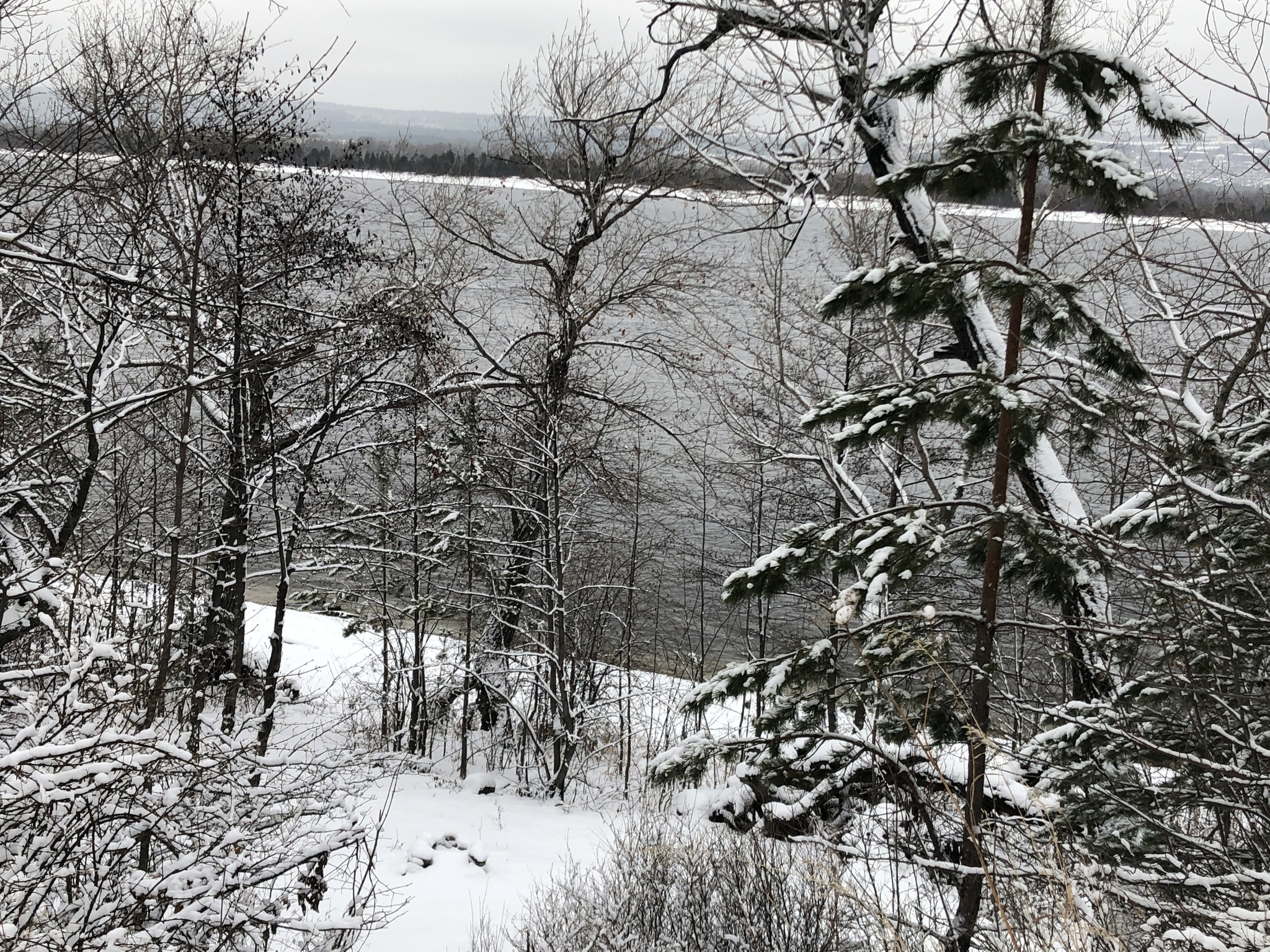 Winter walk: Volga on the right, Zhiguli on the left - My, Nature, Winter, Walk, Zhiguli, Dog, Video, Longpost, Volga river