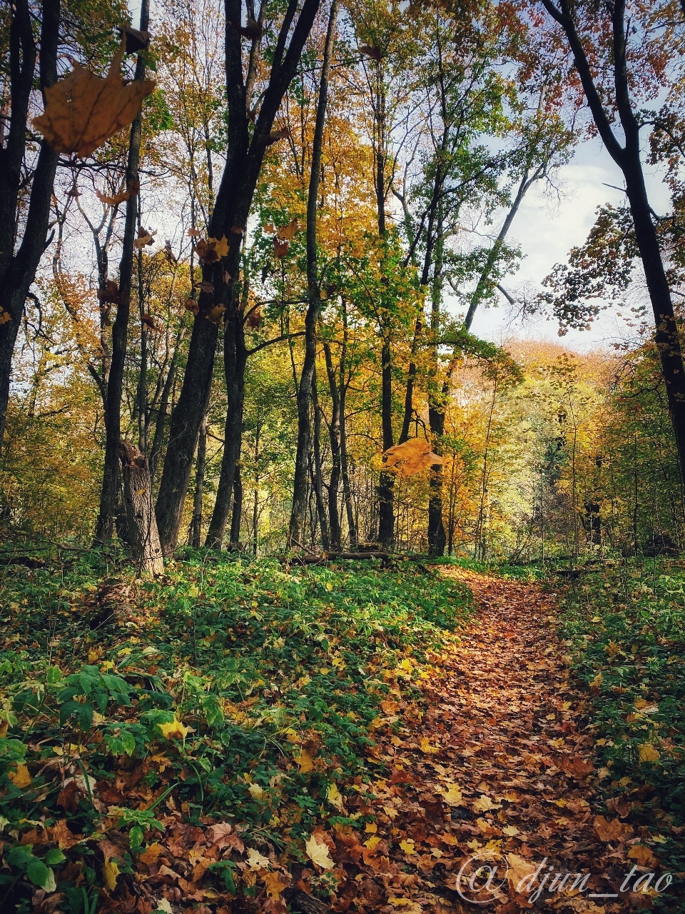 Pavlishchevo Estate - My, Nature, Autumn, Foliage, beauty, Pavlishchev Bor Estate, Manor, Longpost