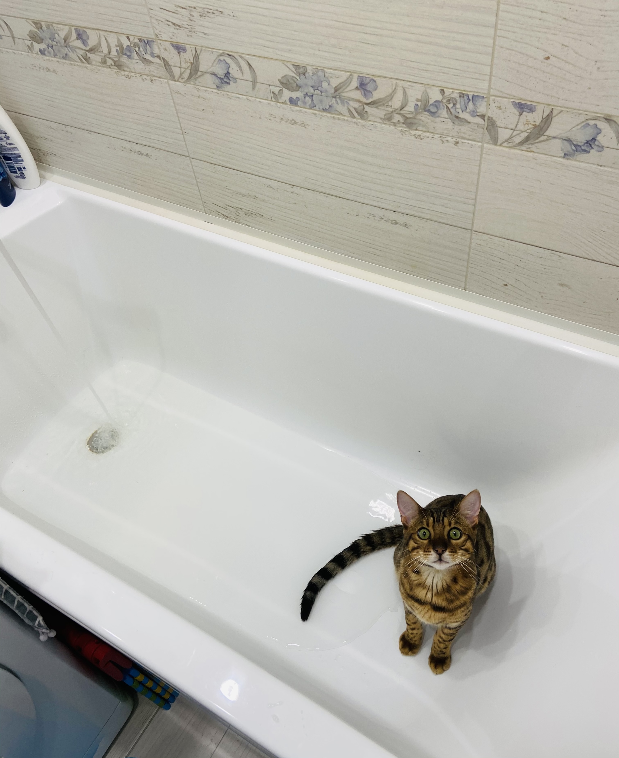 I'm fine here too - My, Bengal cat, Water procedures, Longpost, cat