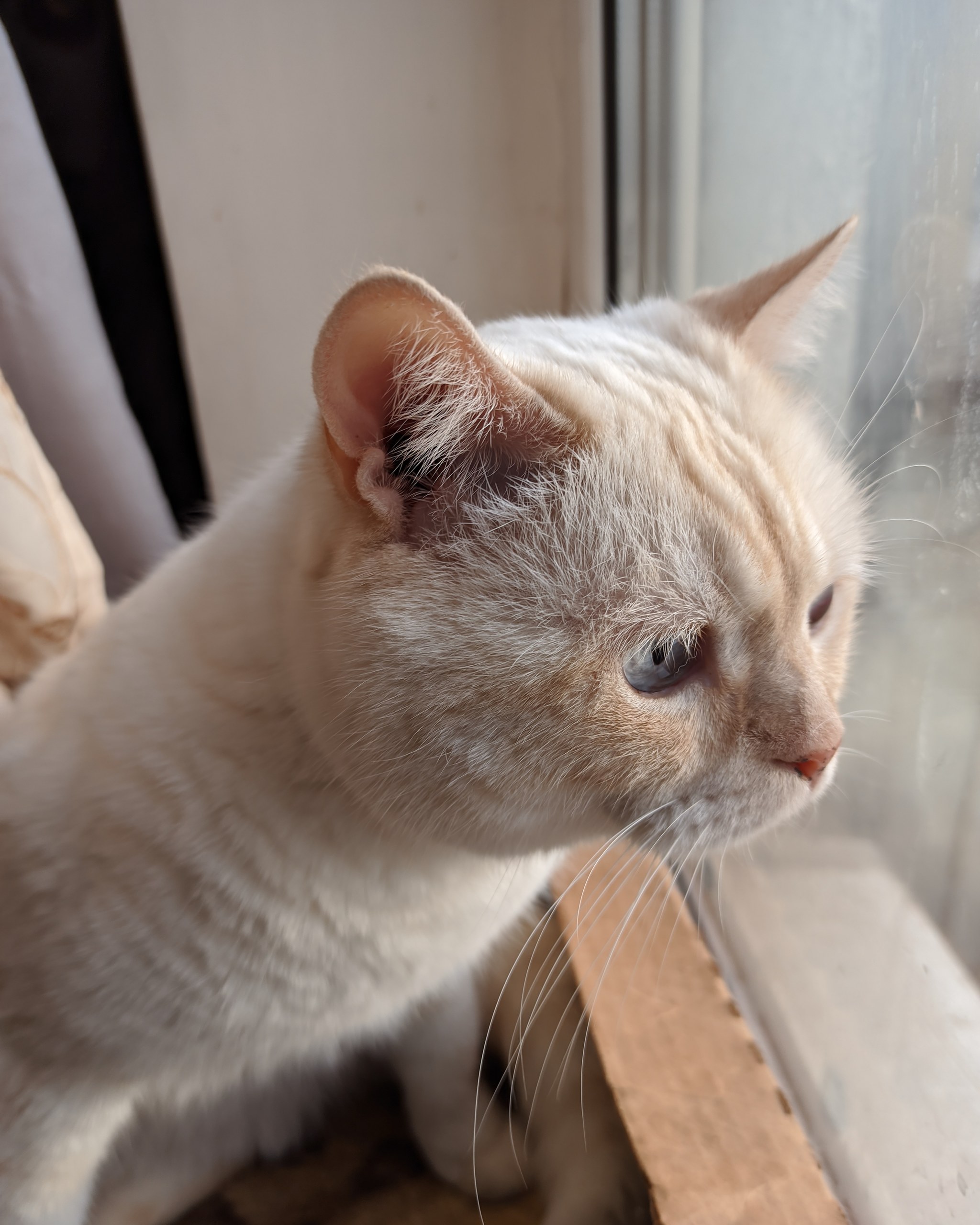 It's winter again, again in a box by the window - My, cat, Funtik, Longpost