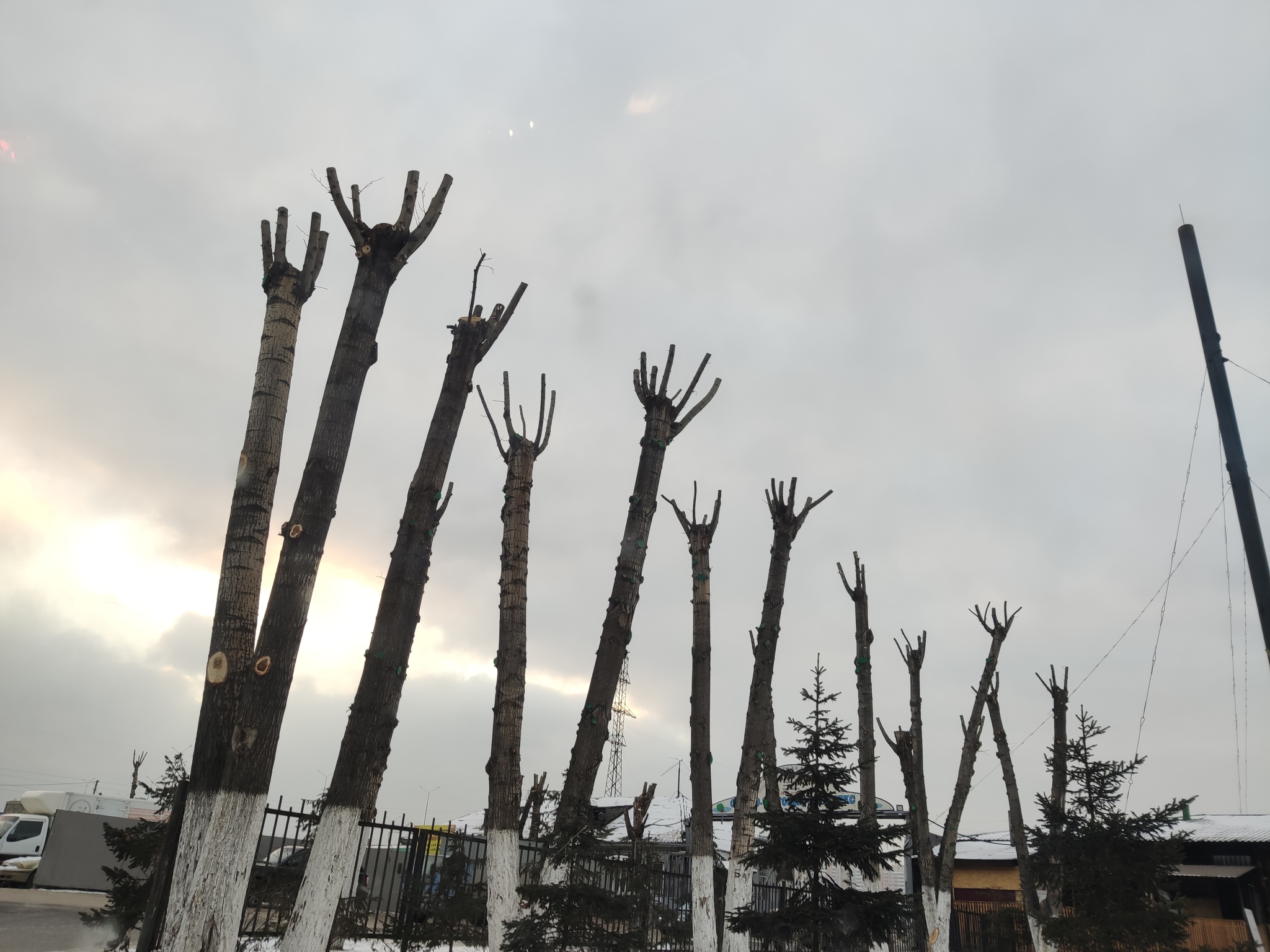 The apocalypse is near - My, Krasnoyarsk, Poplar, Zombie, Arms, Sky