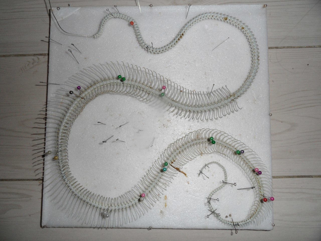 How to make a snake skeleton - My, Animals, Snake, Skeleton, Osteology, Taxidermy, Needlework with process, Hobby, Longpost, Boa