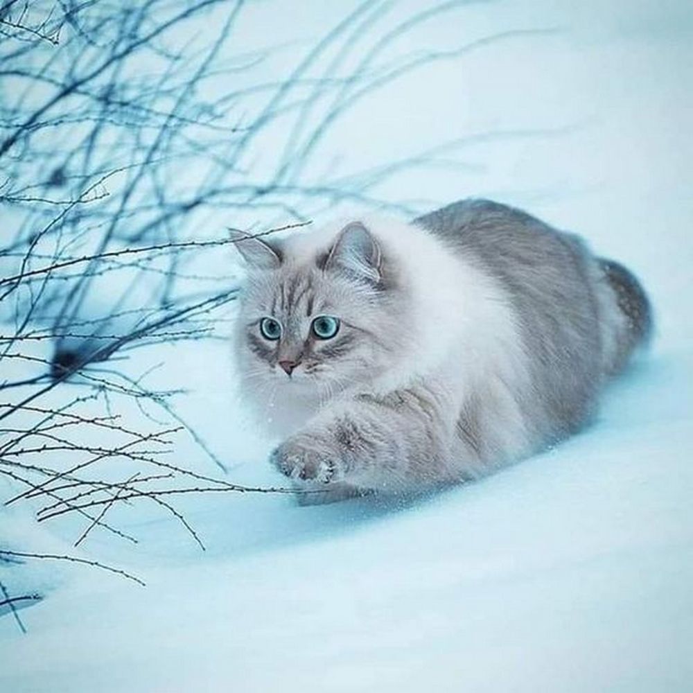 Winter is quietly creeping... - cat, Mood, Winter, Snow